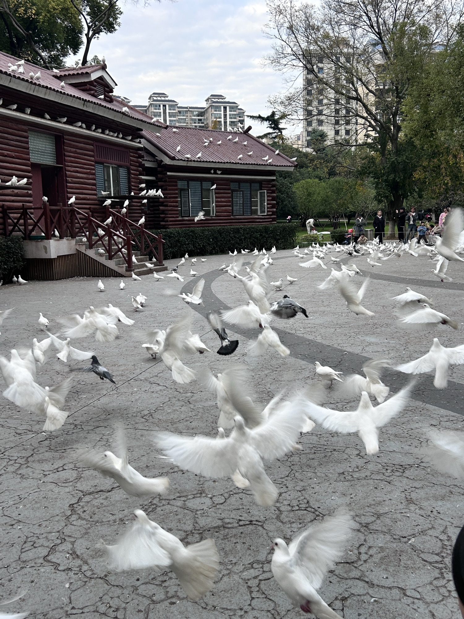 解放公园旅行图片 3