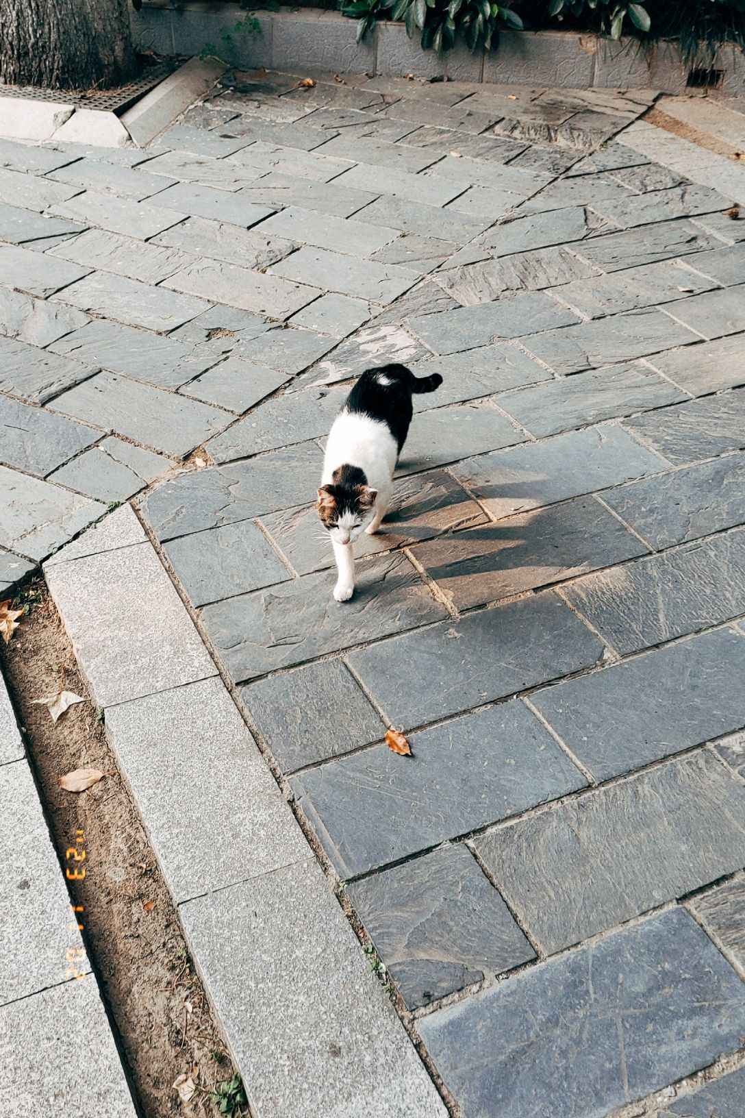 洪山公园旅行图片 1