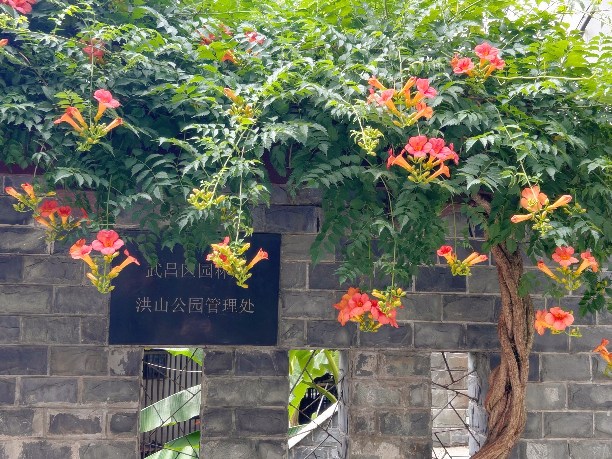 洪山公园旅行图片 2