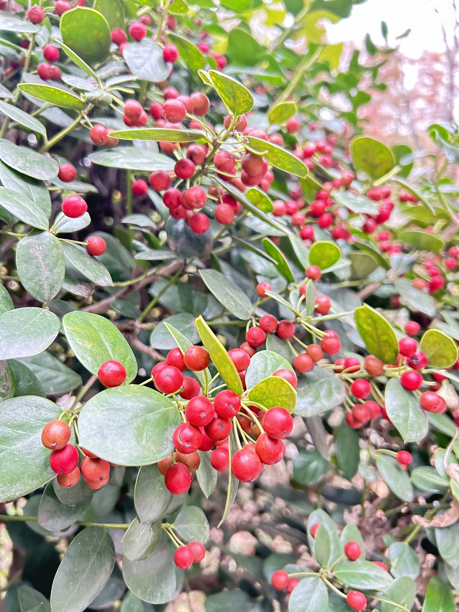 绿荫广场