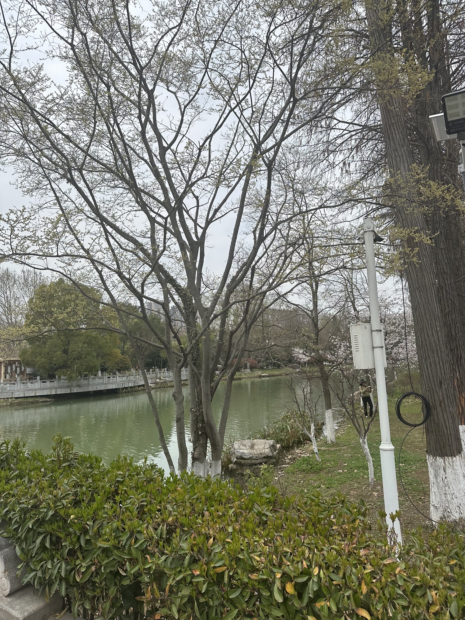 青山公园旅行图片 2