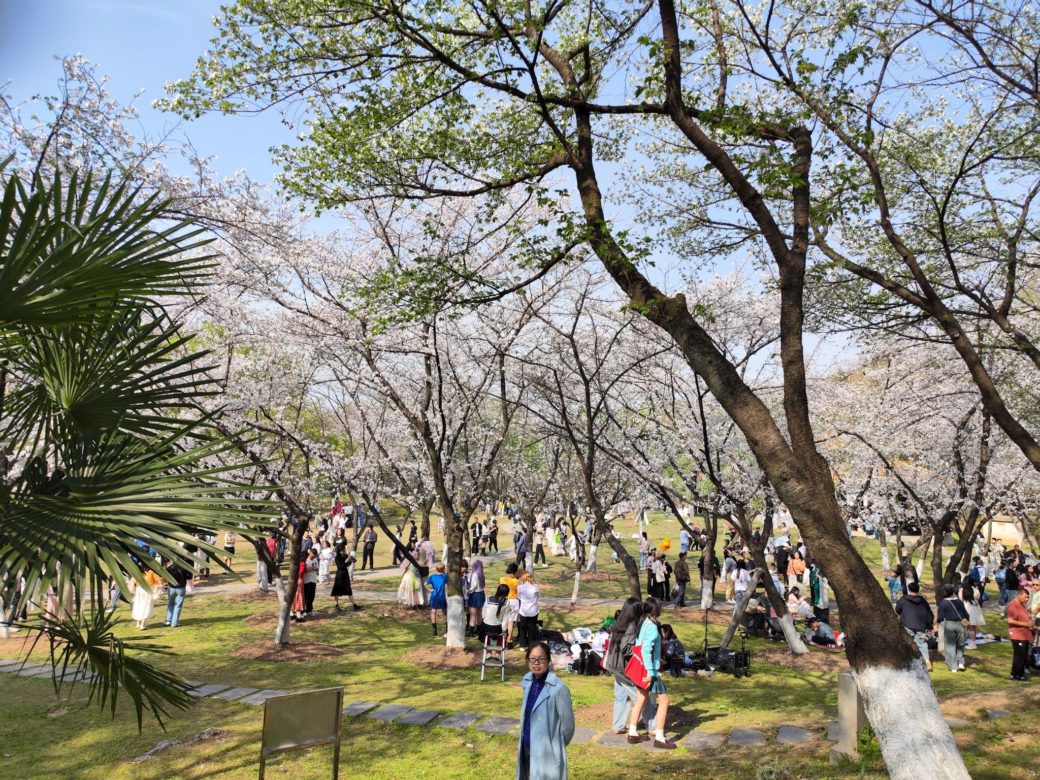 青山公园旅行图片 2