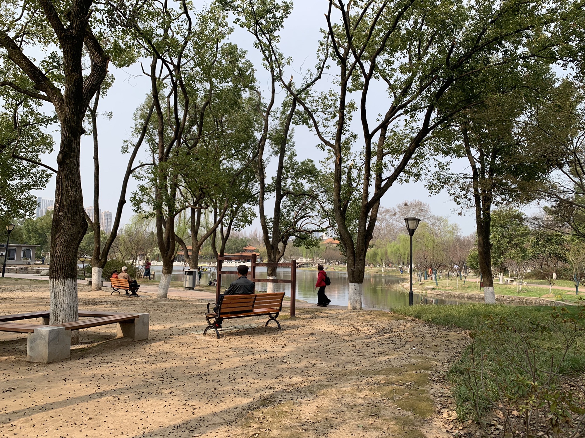 青山公园旅行图片 2