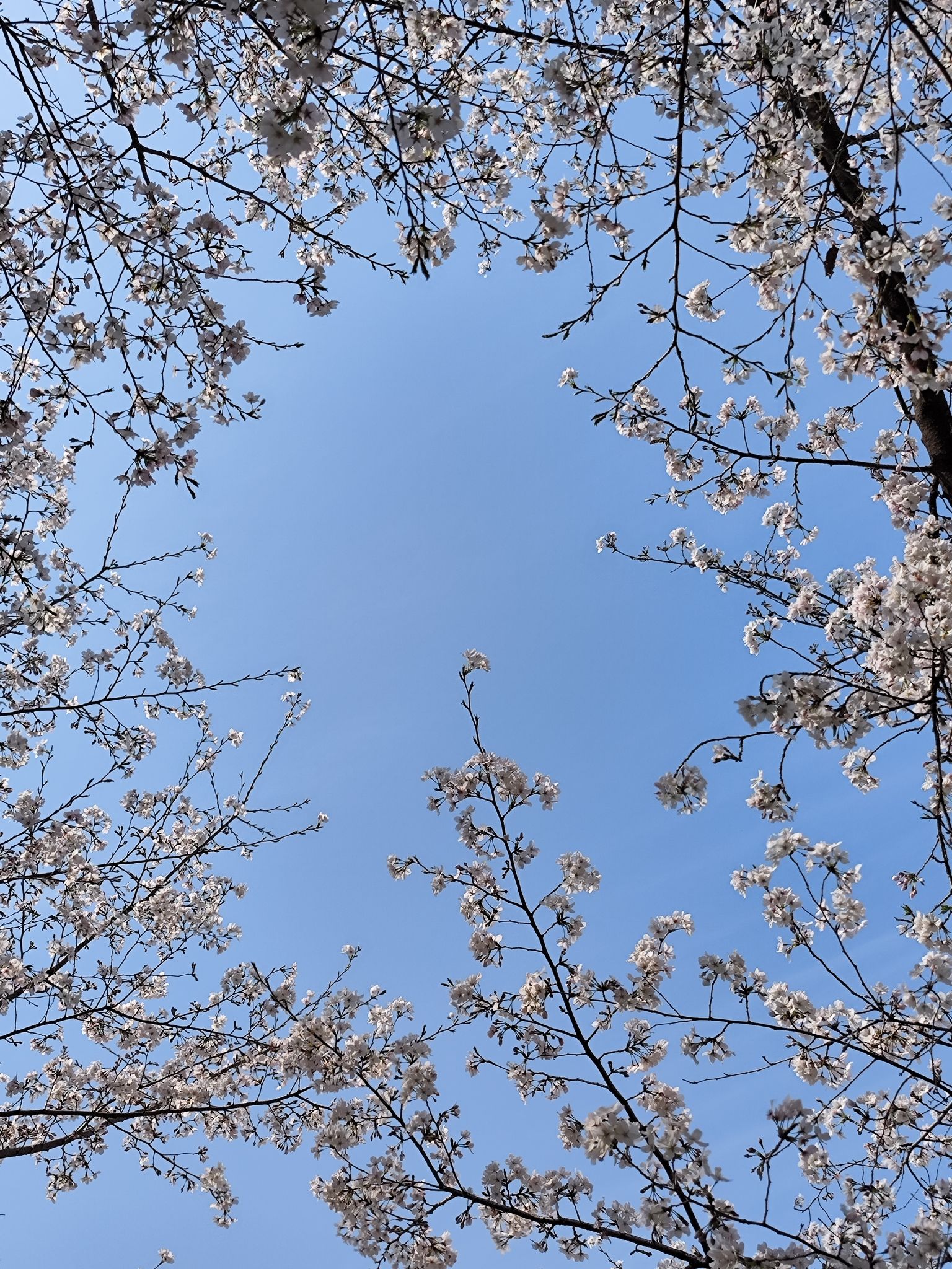 青山公园旅行图片 3