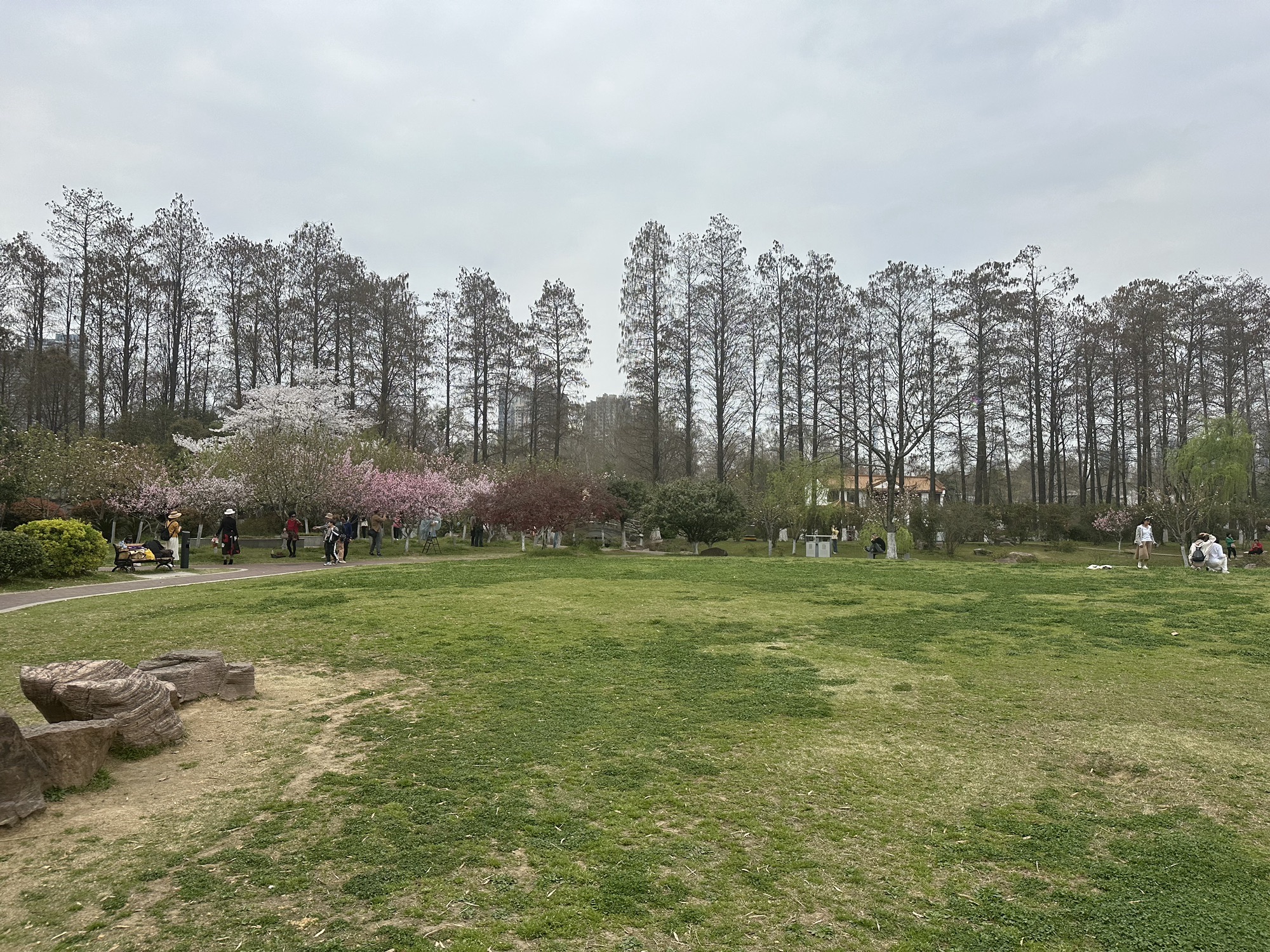 青山公园旅行图片 3