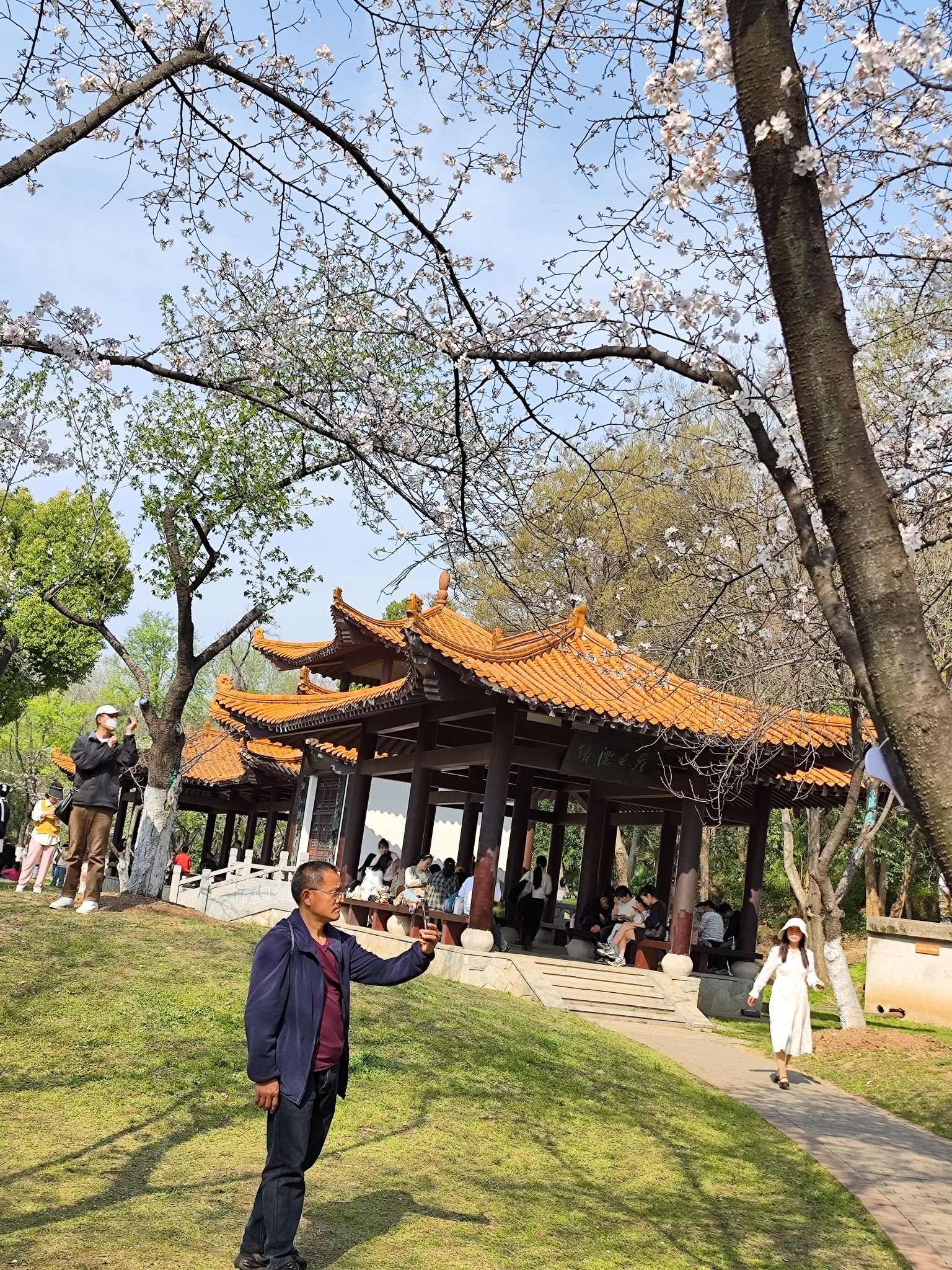 青山公园旅行图片 1