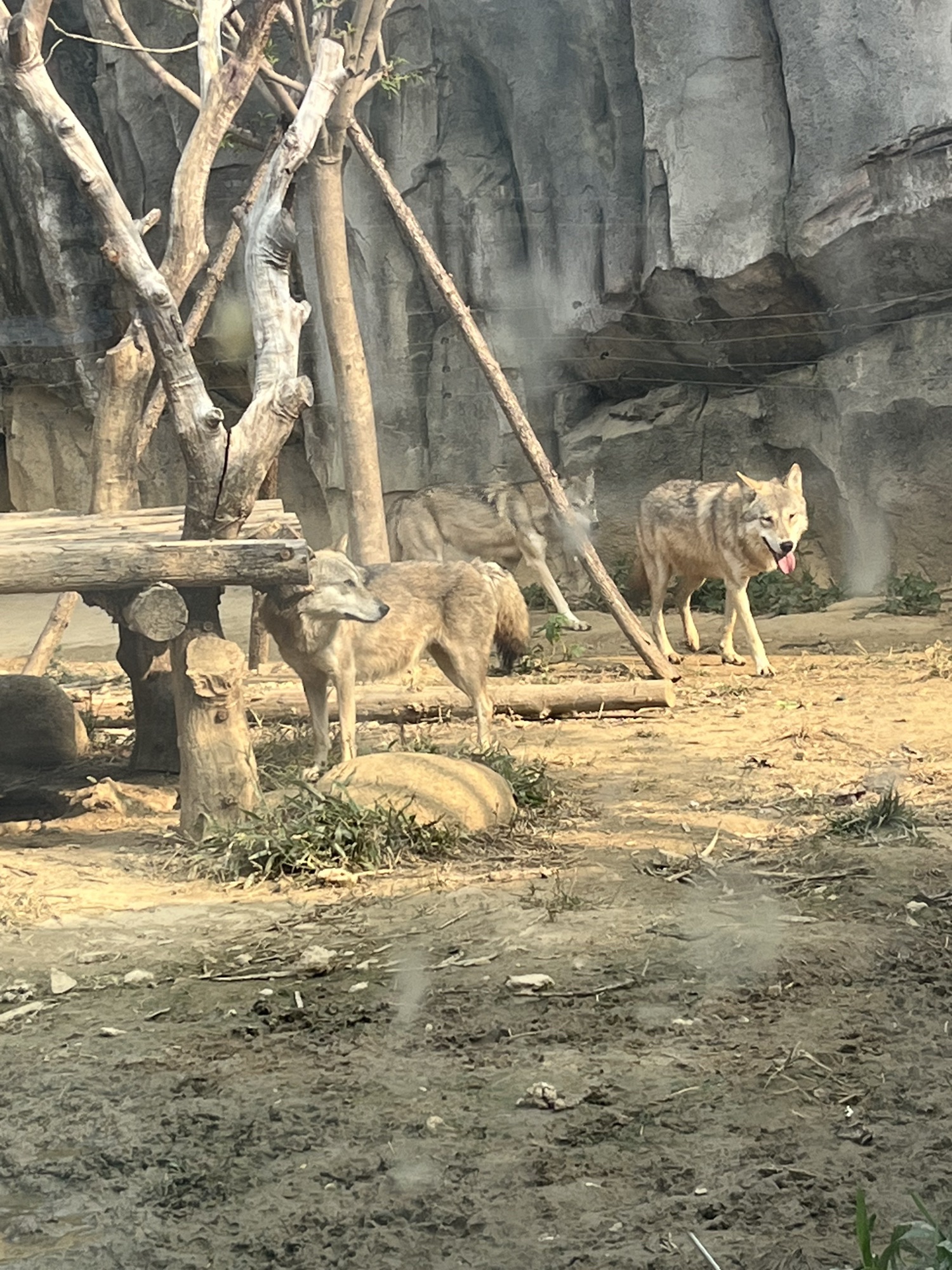 武汉动物园旅行图片 2