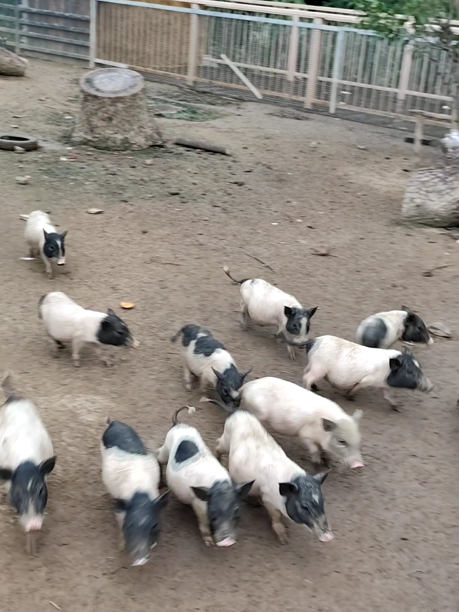 武汉动物园旅行图片 1