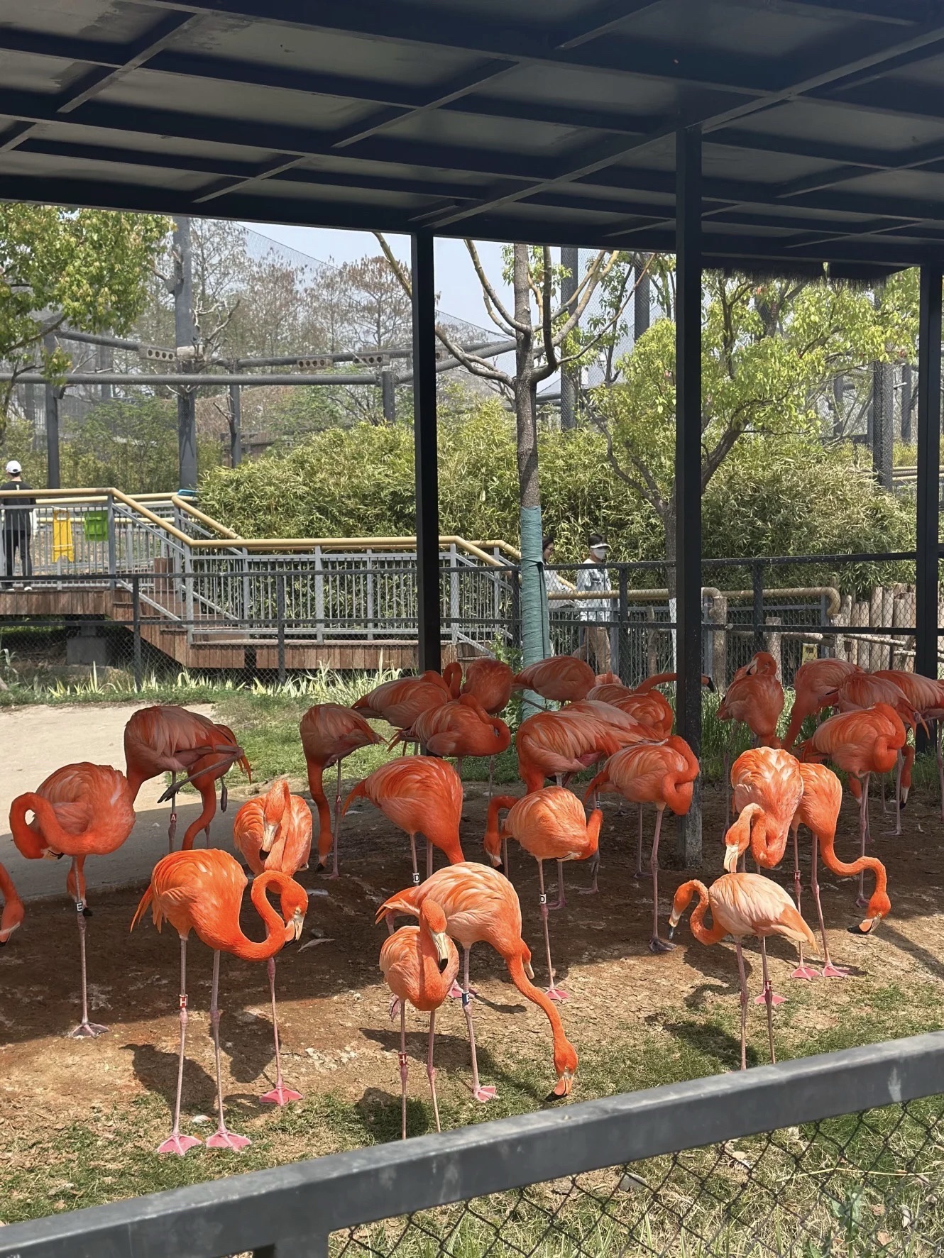 武汉动物园旅行图片 3