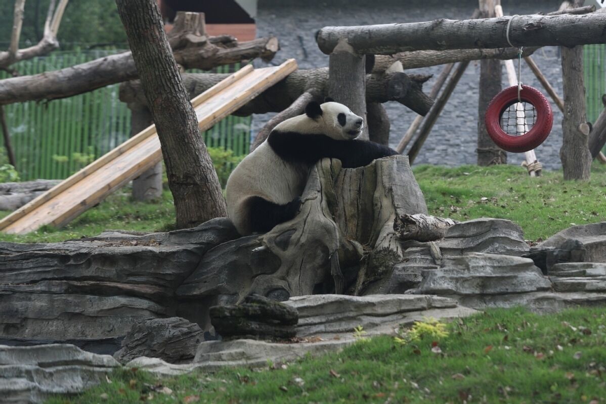 武汉动物园旅行图片 2