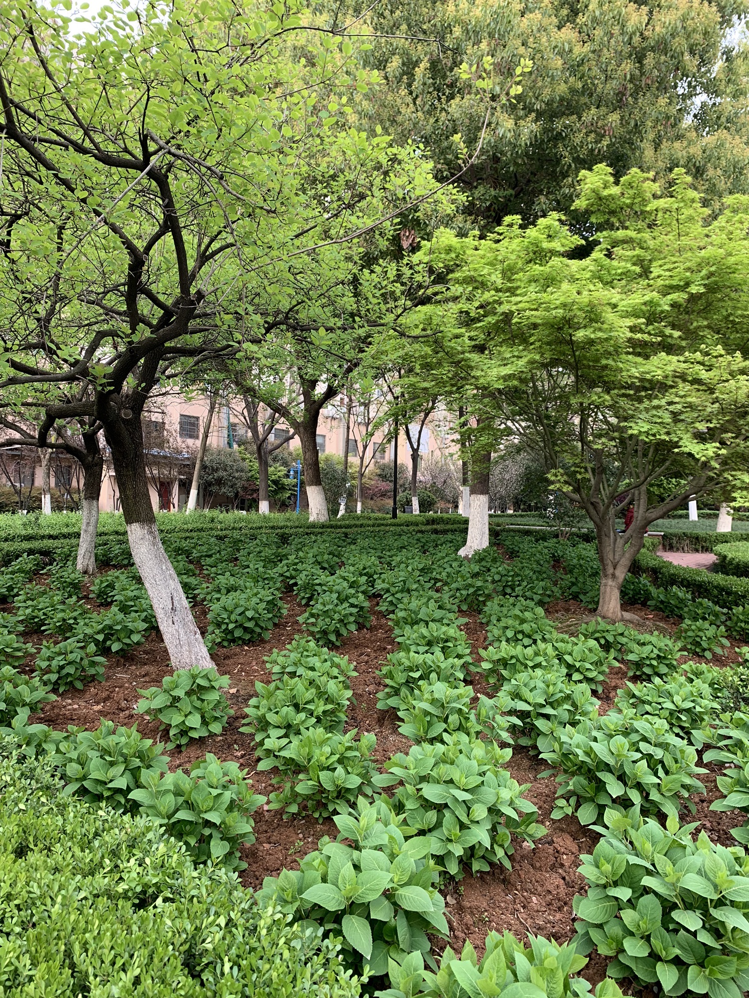 关山荷兰风情园旅行图片 3