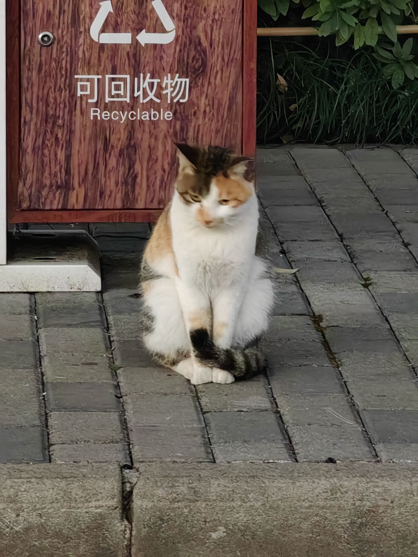 关山荷兰风情园旅行图片 3