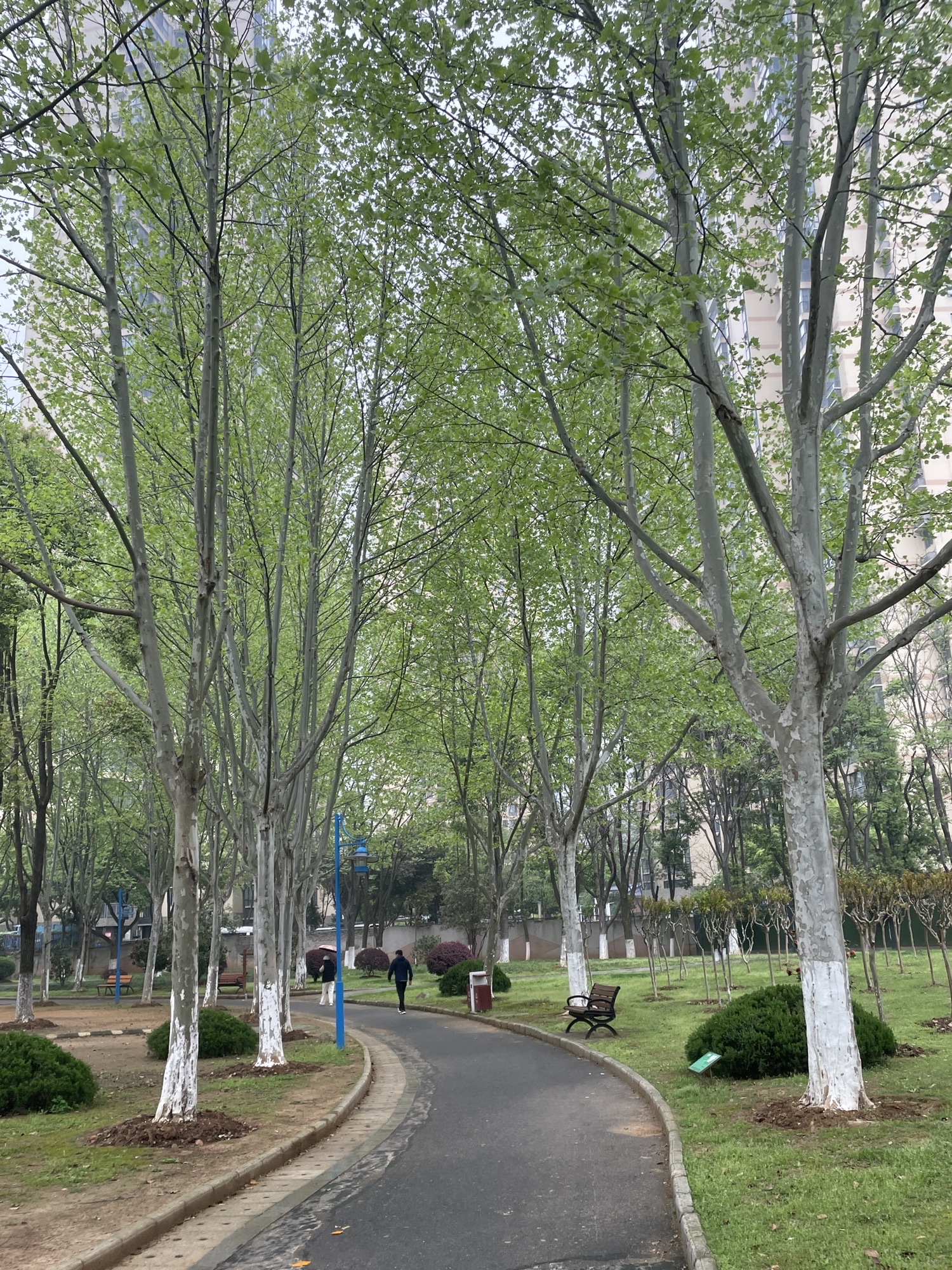 关山荷兰风情园旅行图片 2