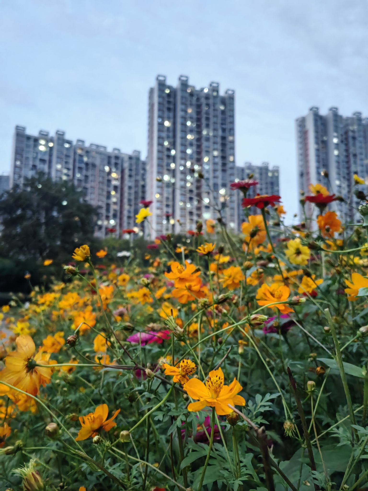 关山荷兰风情园旅行图片 2