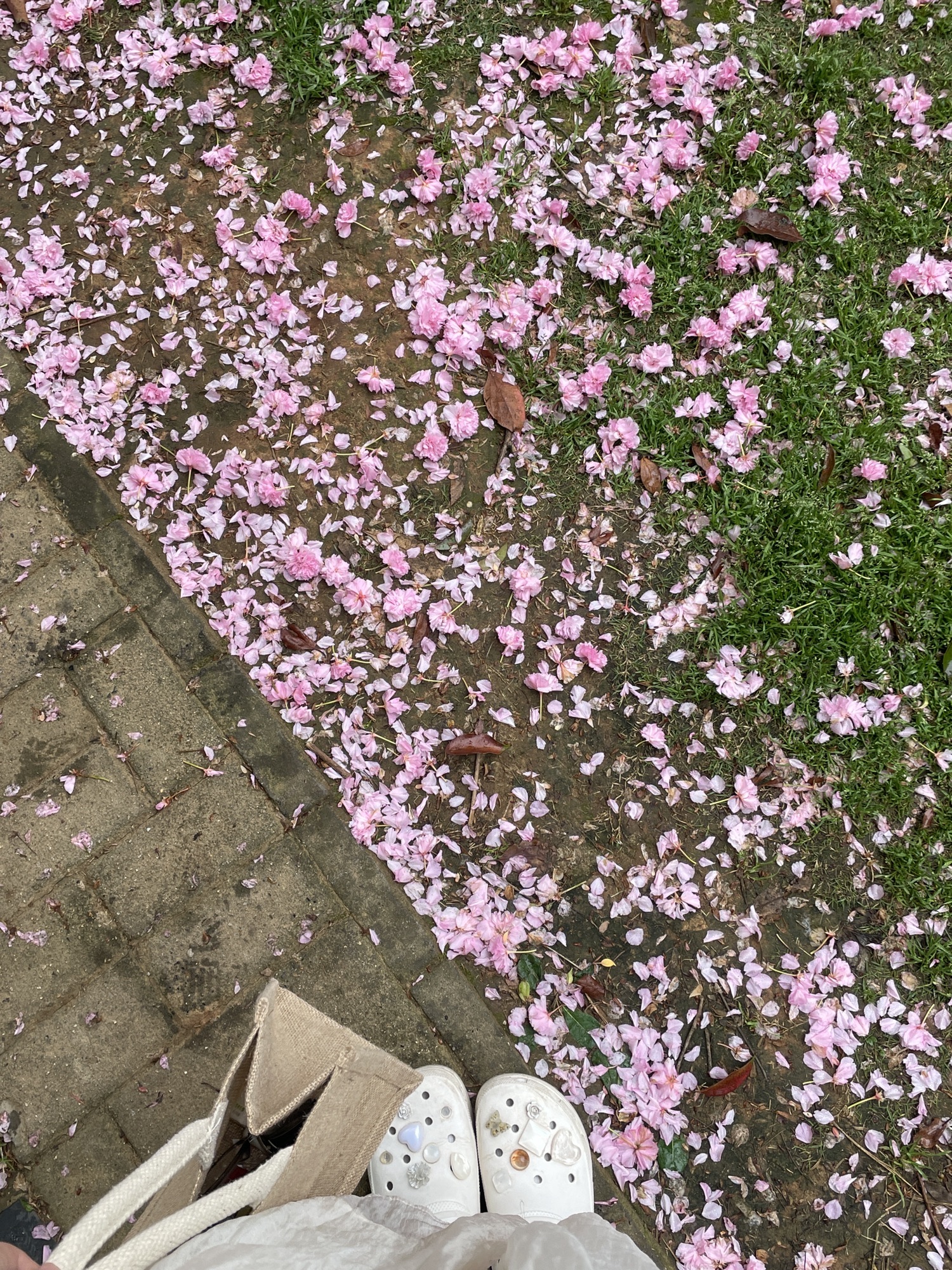 关山荷兰风情园旅行图片 3