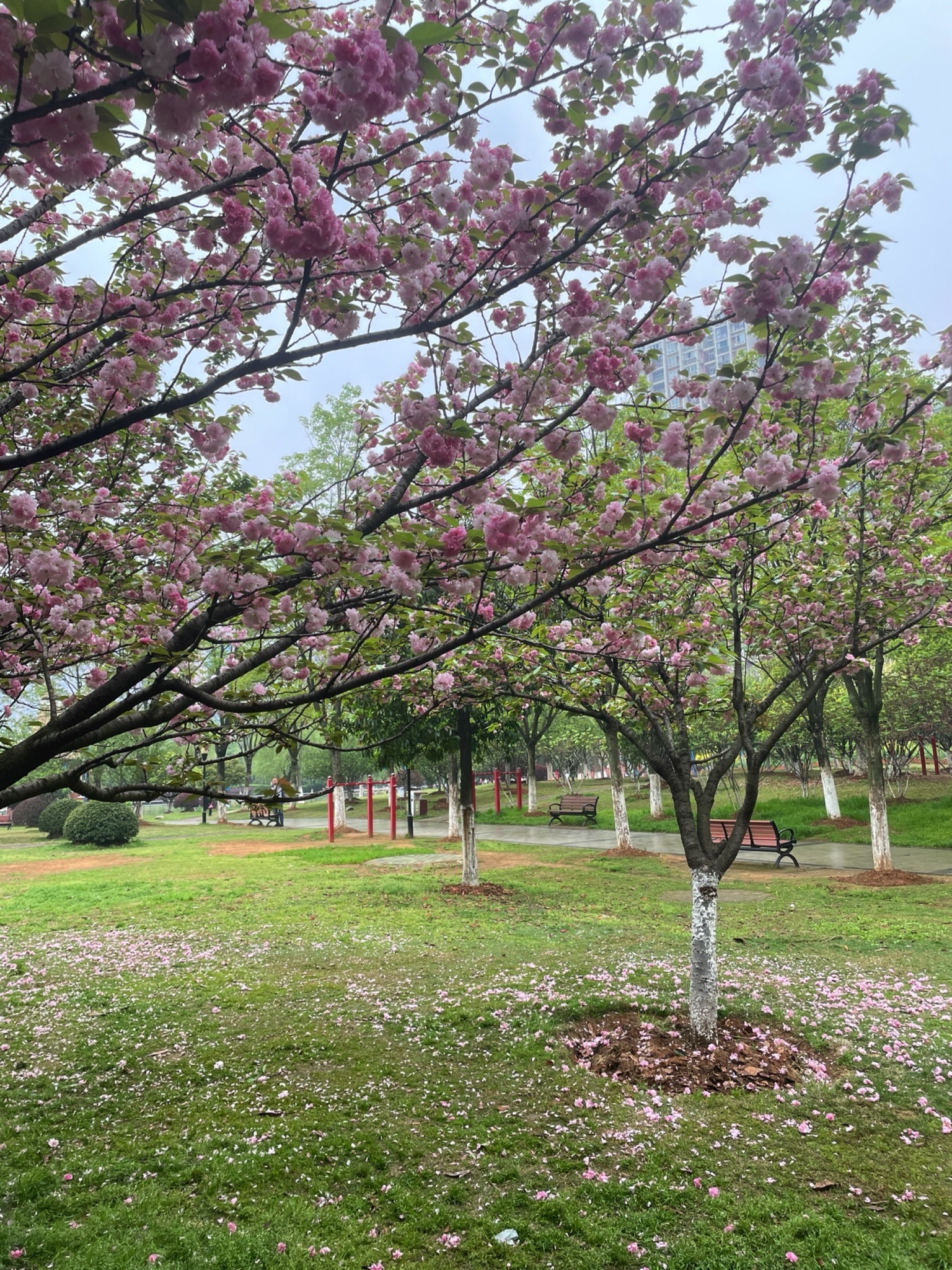 关山荷兰风情园旅行图片 1