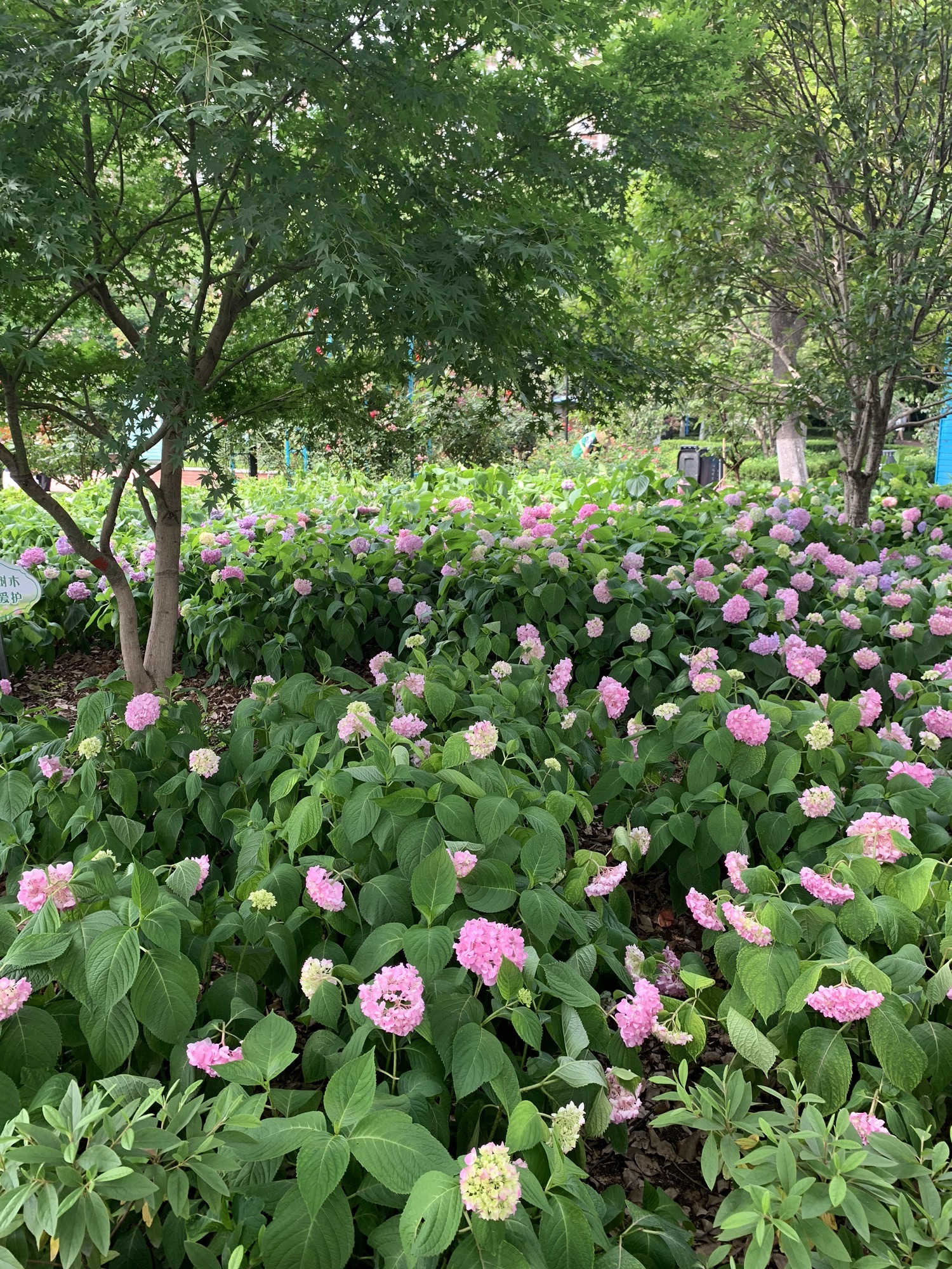 关山荷兰风情园旅行图片 1