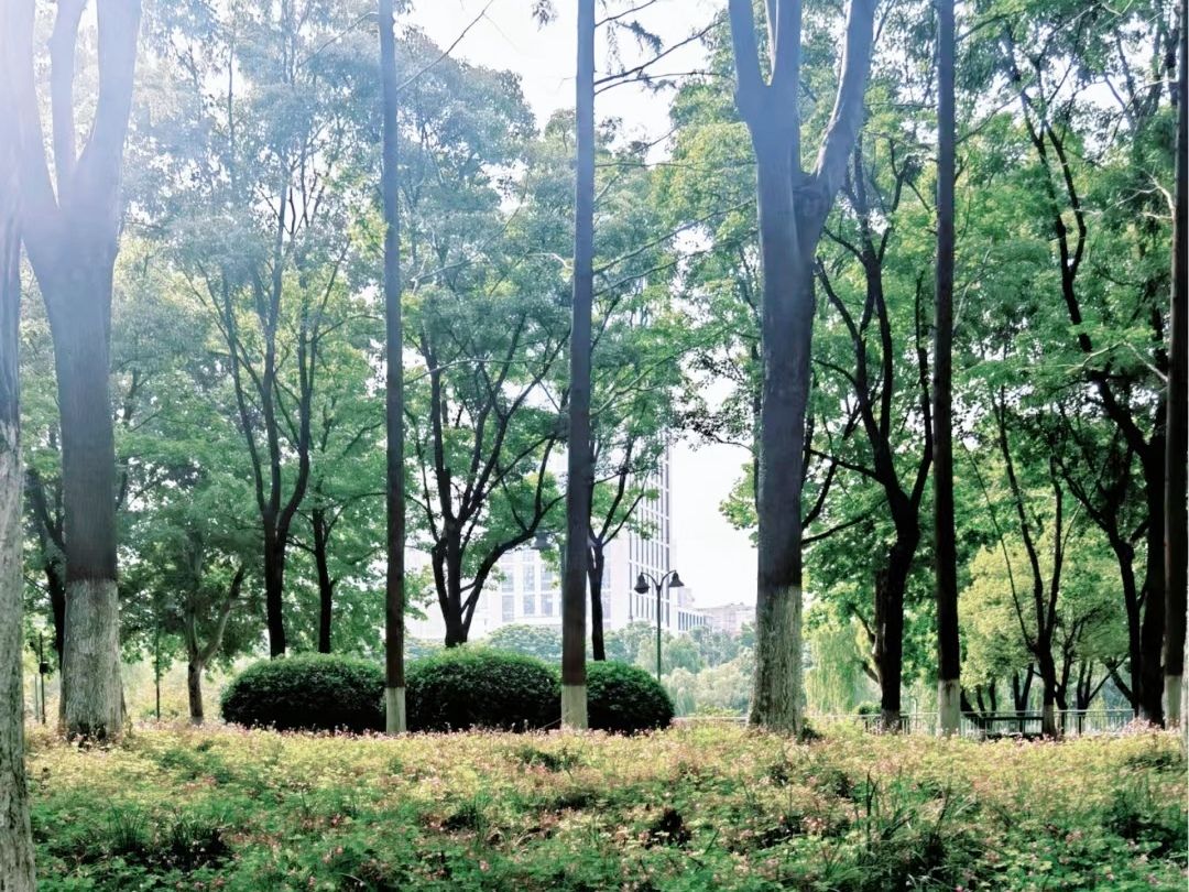 后襄河公园旅行图片 3