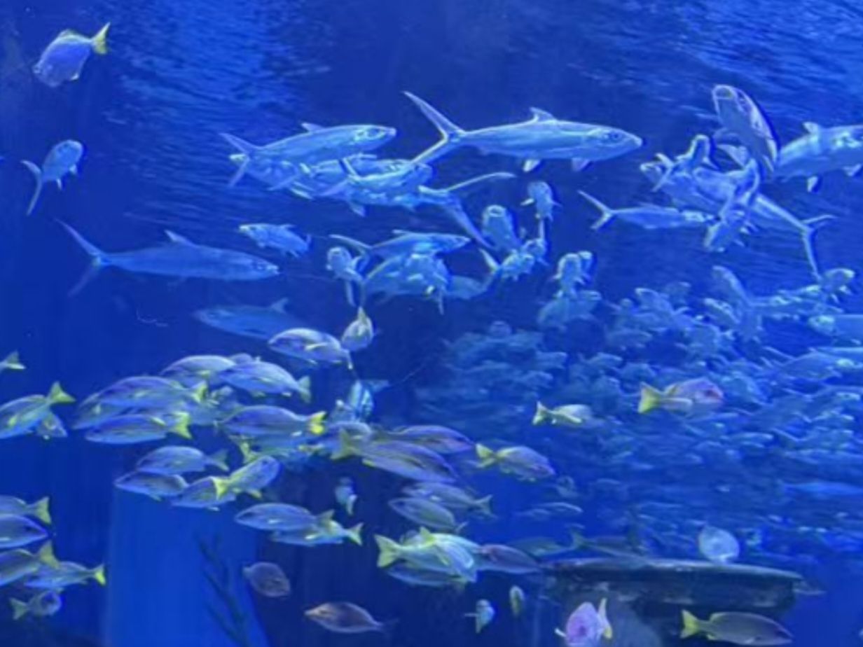 海合安武汉极地海洋度假区旅行图片 2