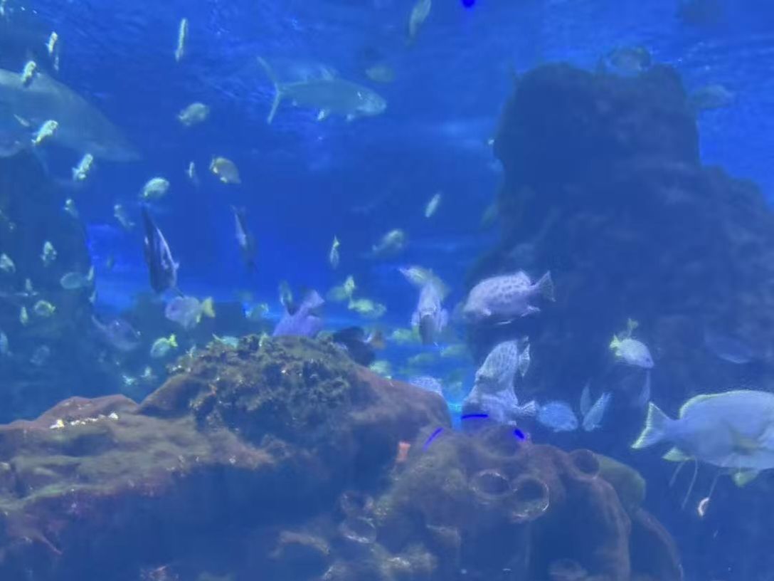 海合安武汉极地海洋度假区旅行图片 3