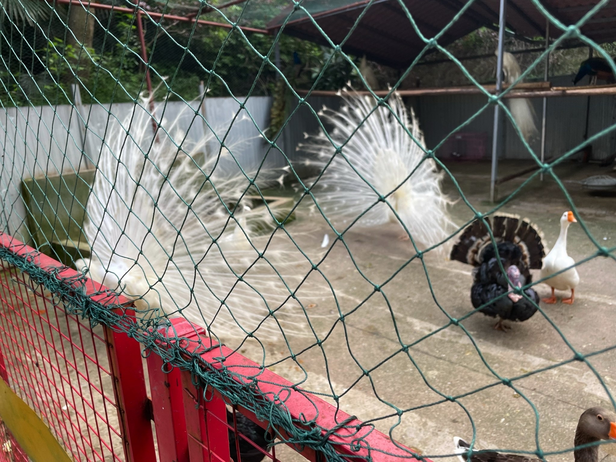 张公山寨景区旅行图片 1
