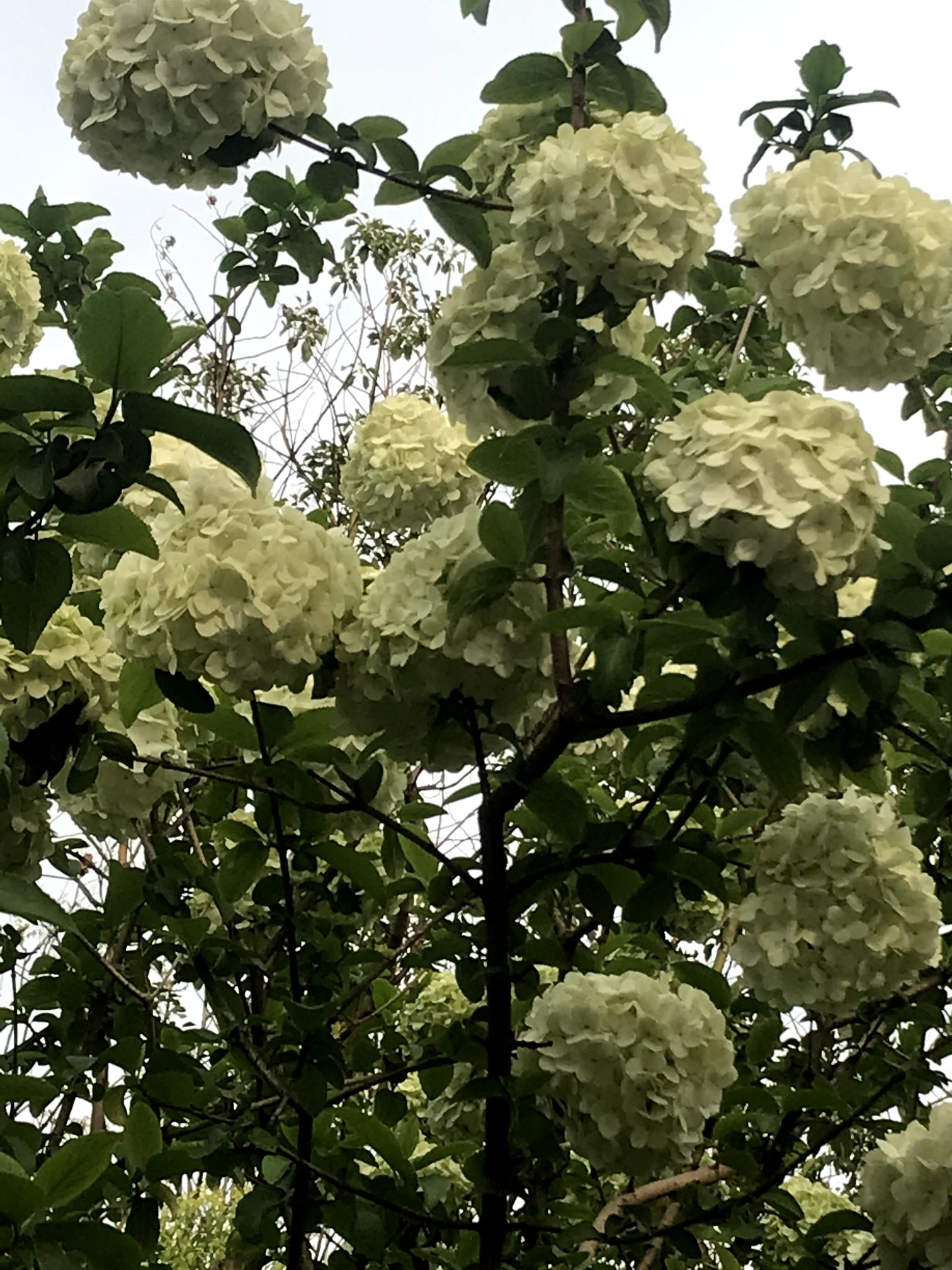 南湖幸福湾水上公园旅行图片 1