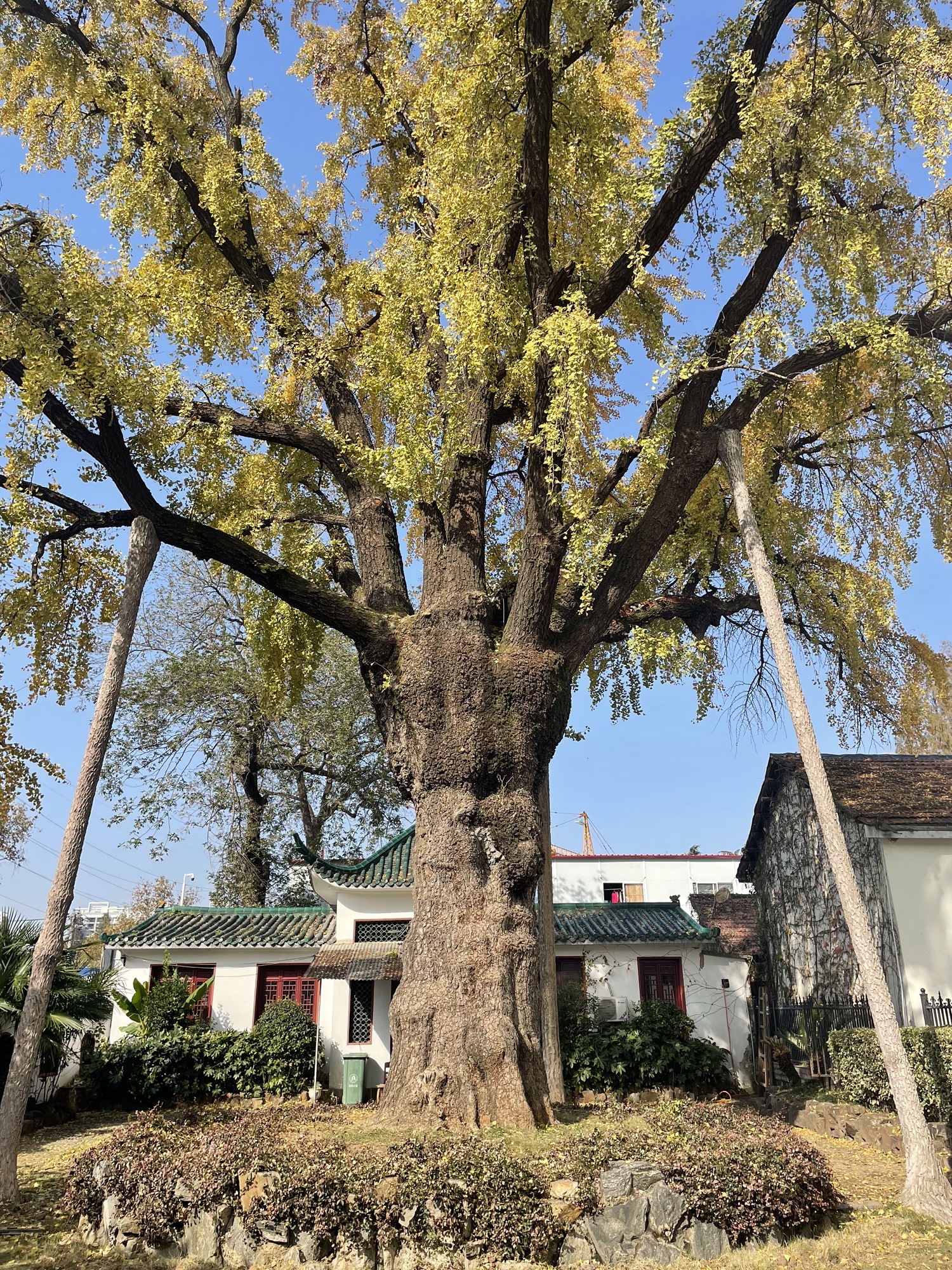 汉阳树旅行图片 2