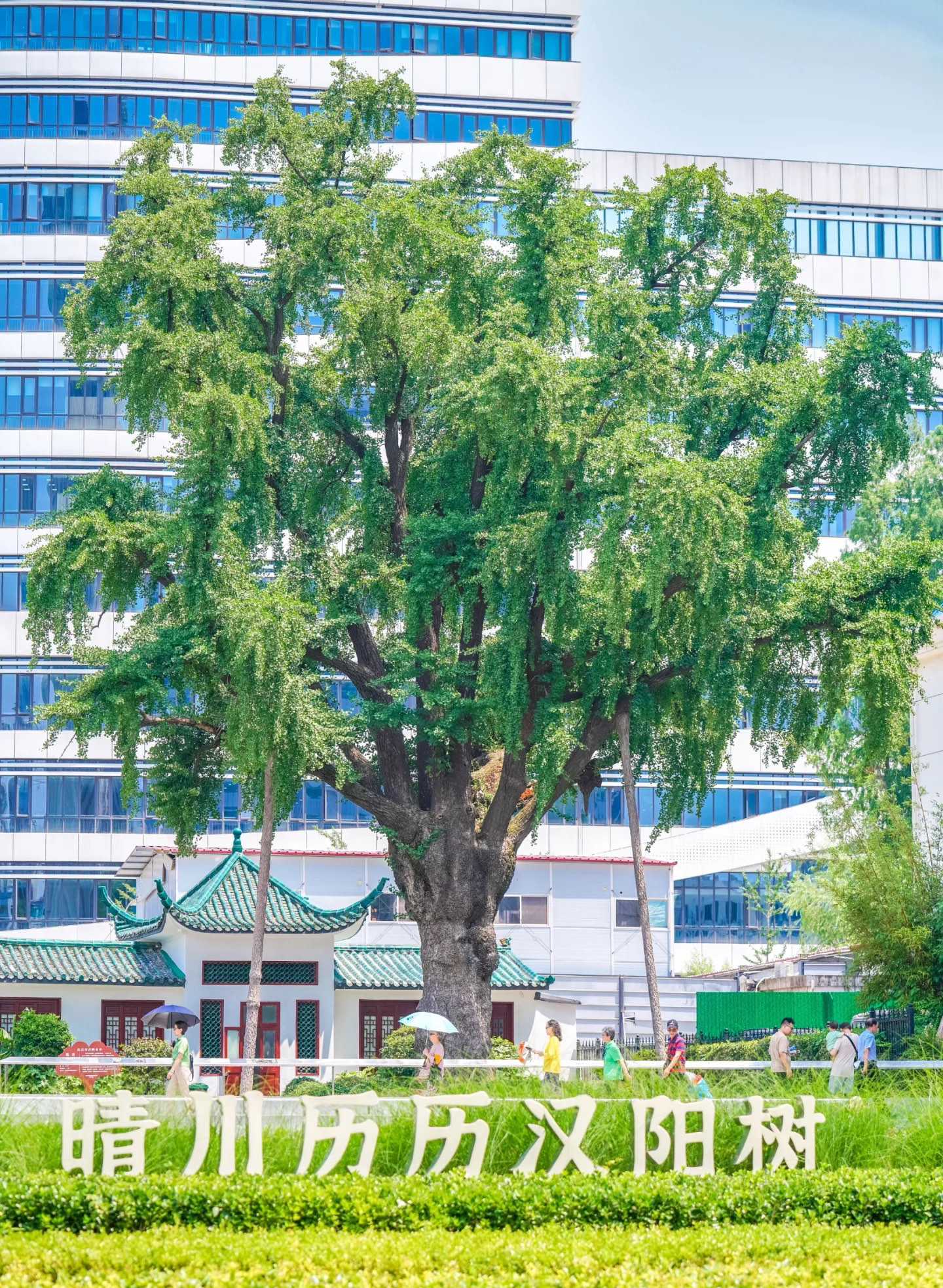 汉阳树旅行图片 1
