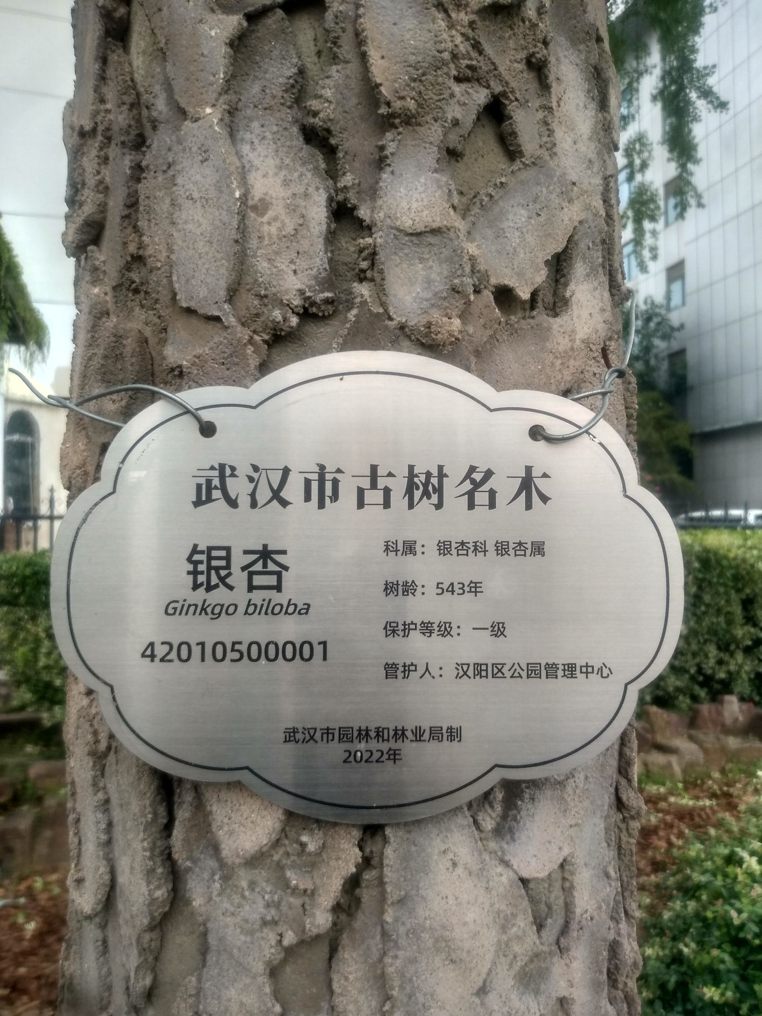 汉阳树旅行图片 3