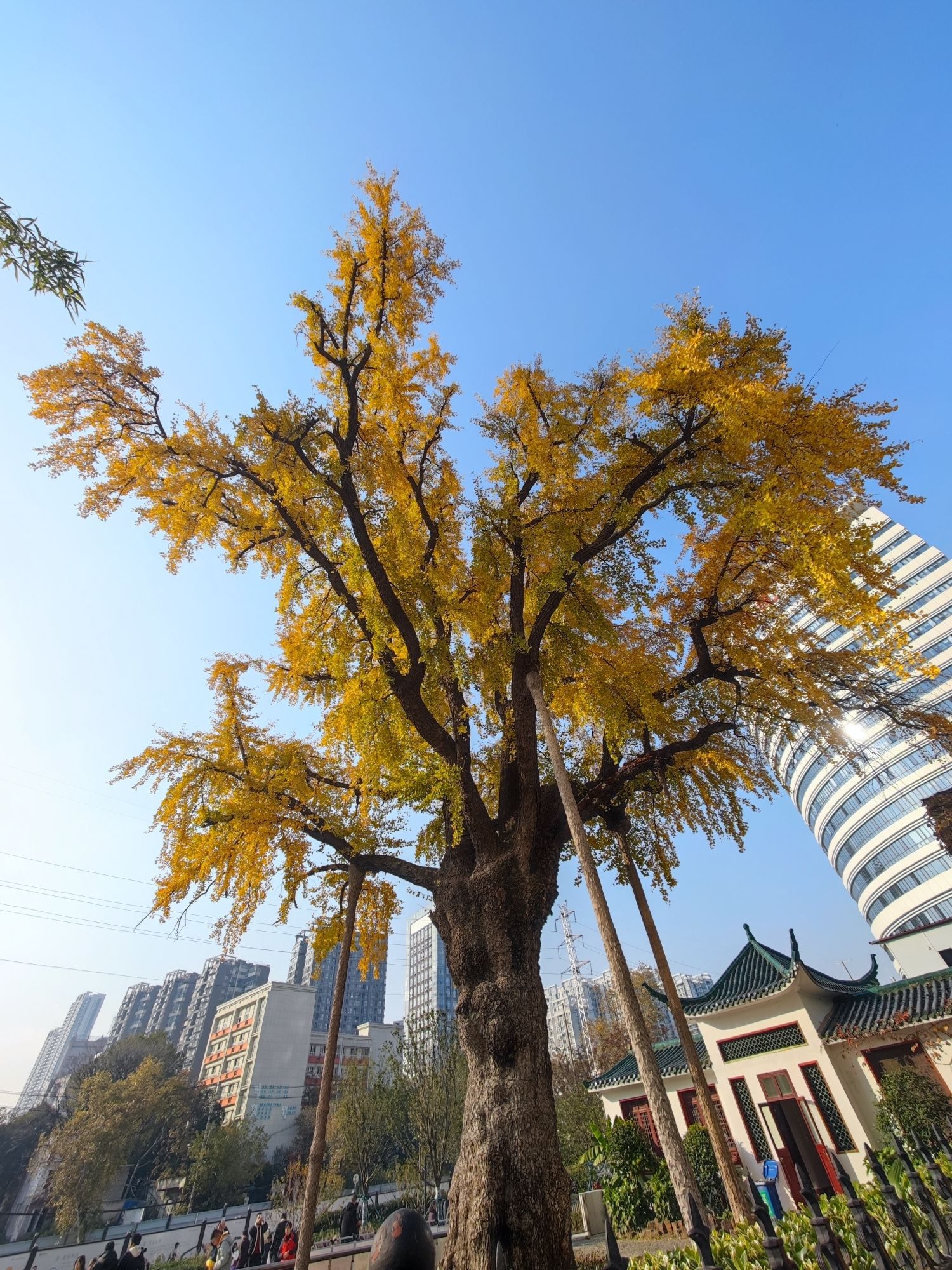 汉阳树旅行图片 1