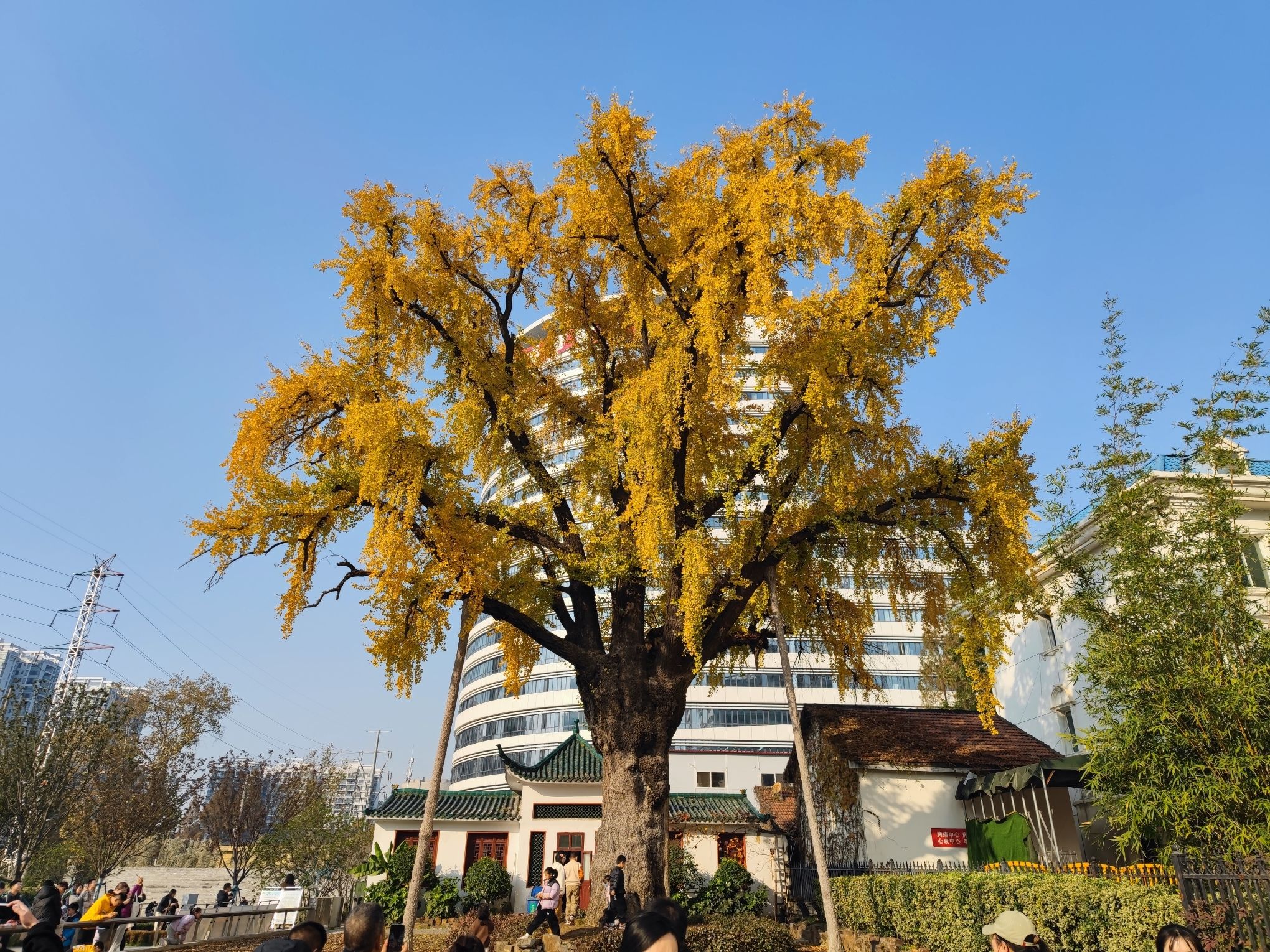 汉阳树旅行图片 2