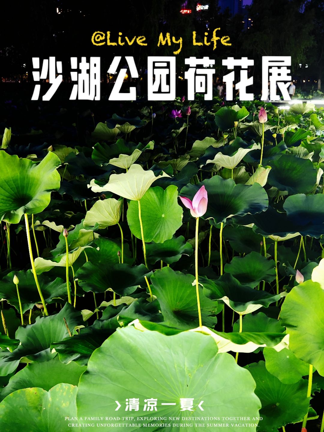 沙湖公园旅行图片 1