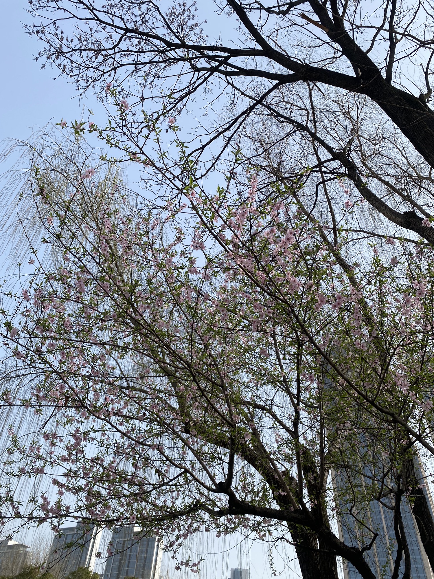 沙湖公园旅行图片 2