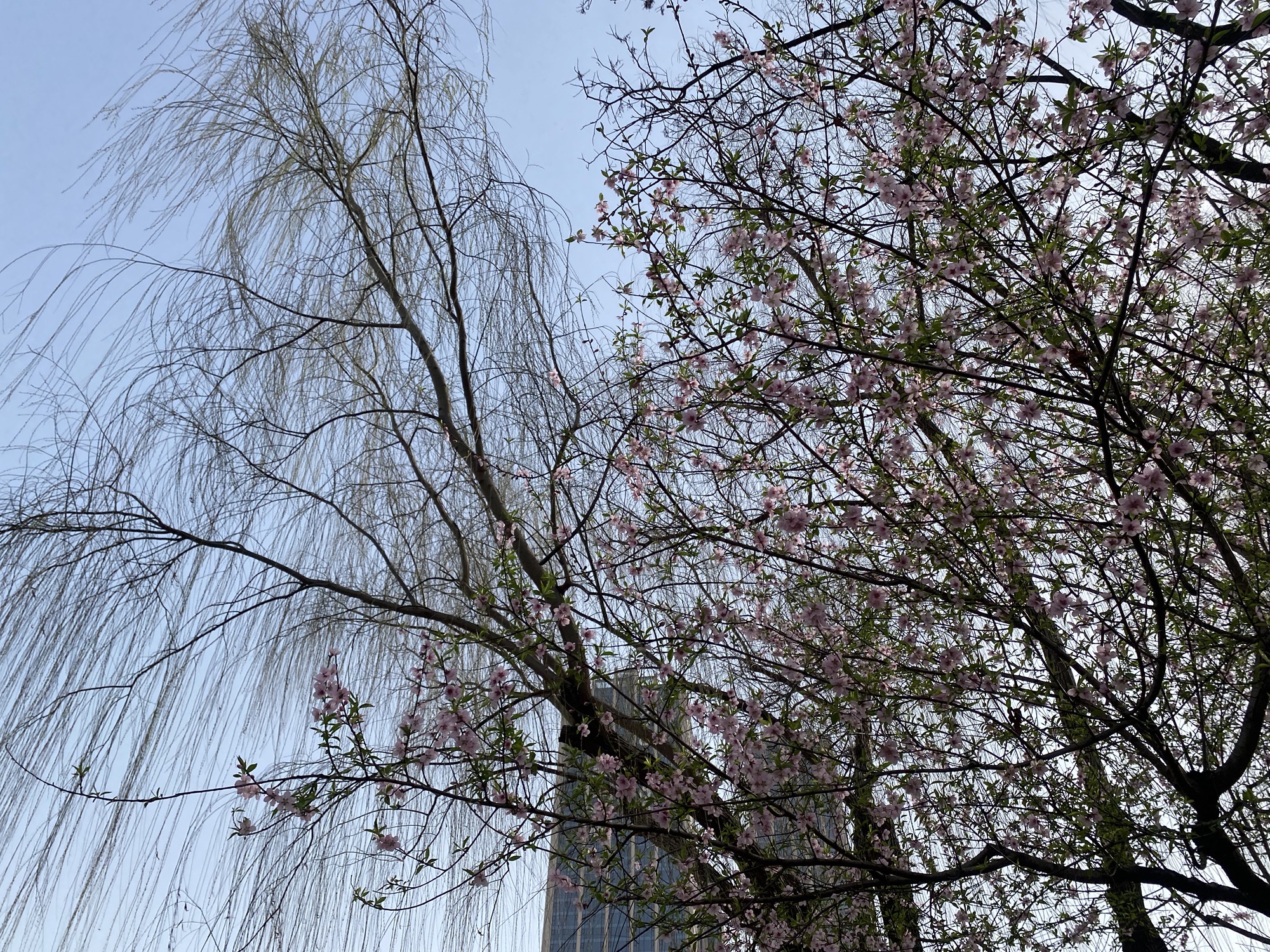 沙湖公园旅行图片 1