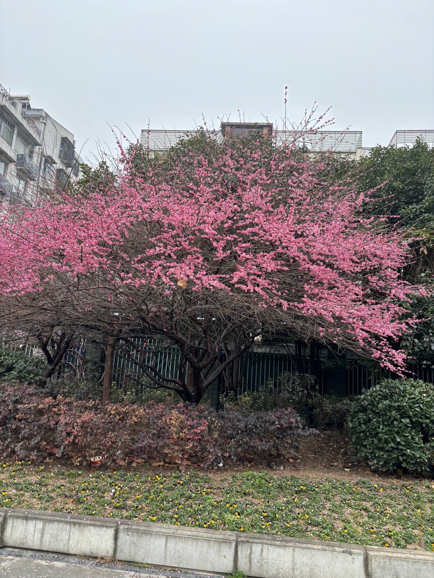 武汉大学WTO学院