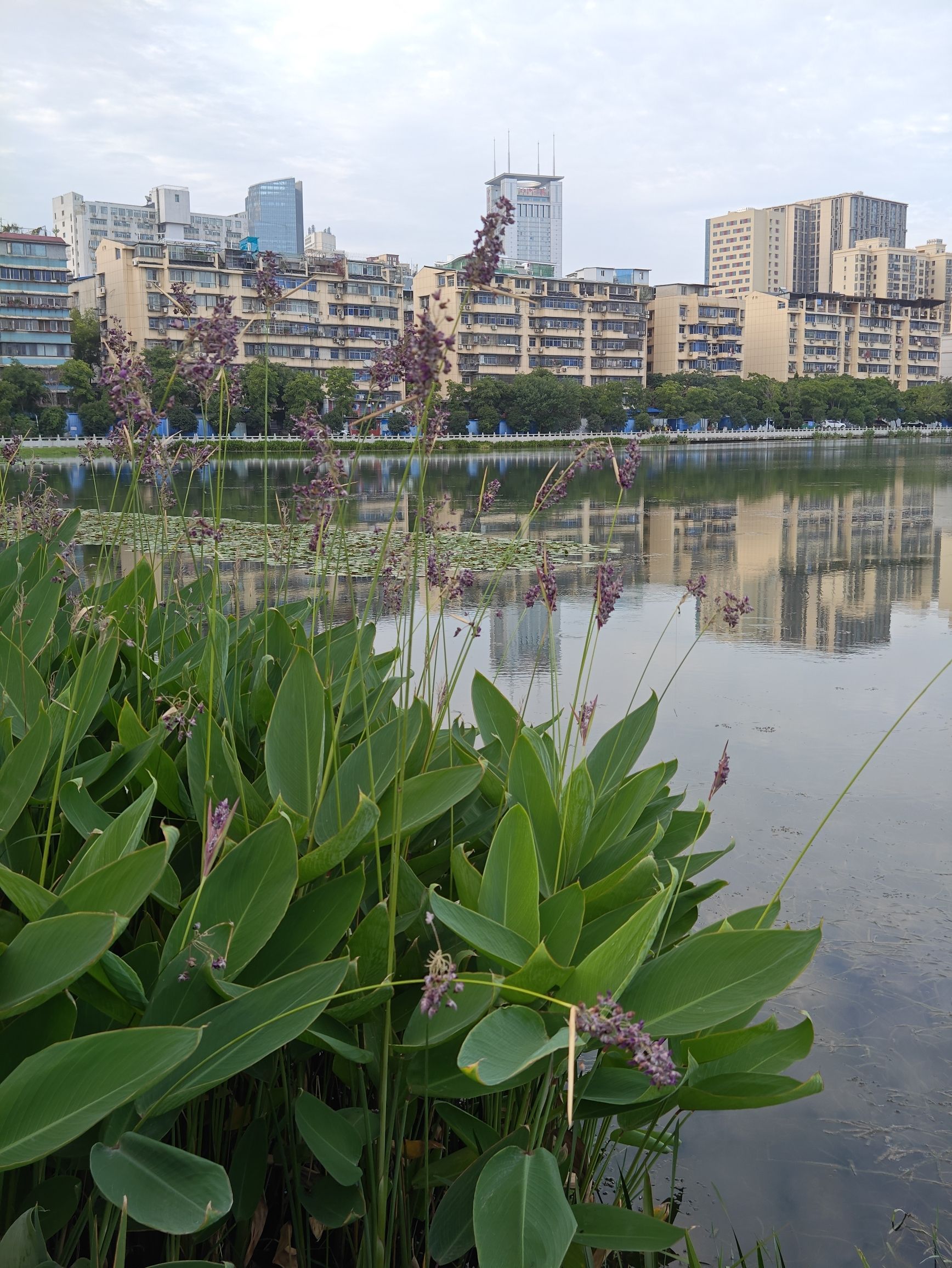 晒湖公园旅行图片 3