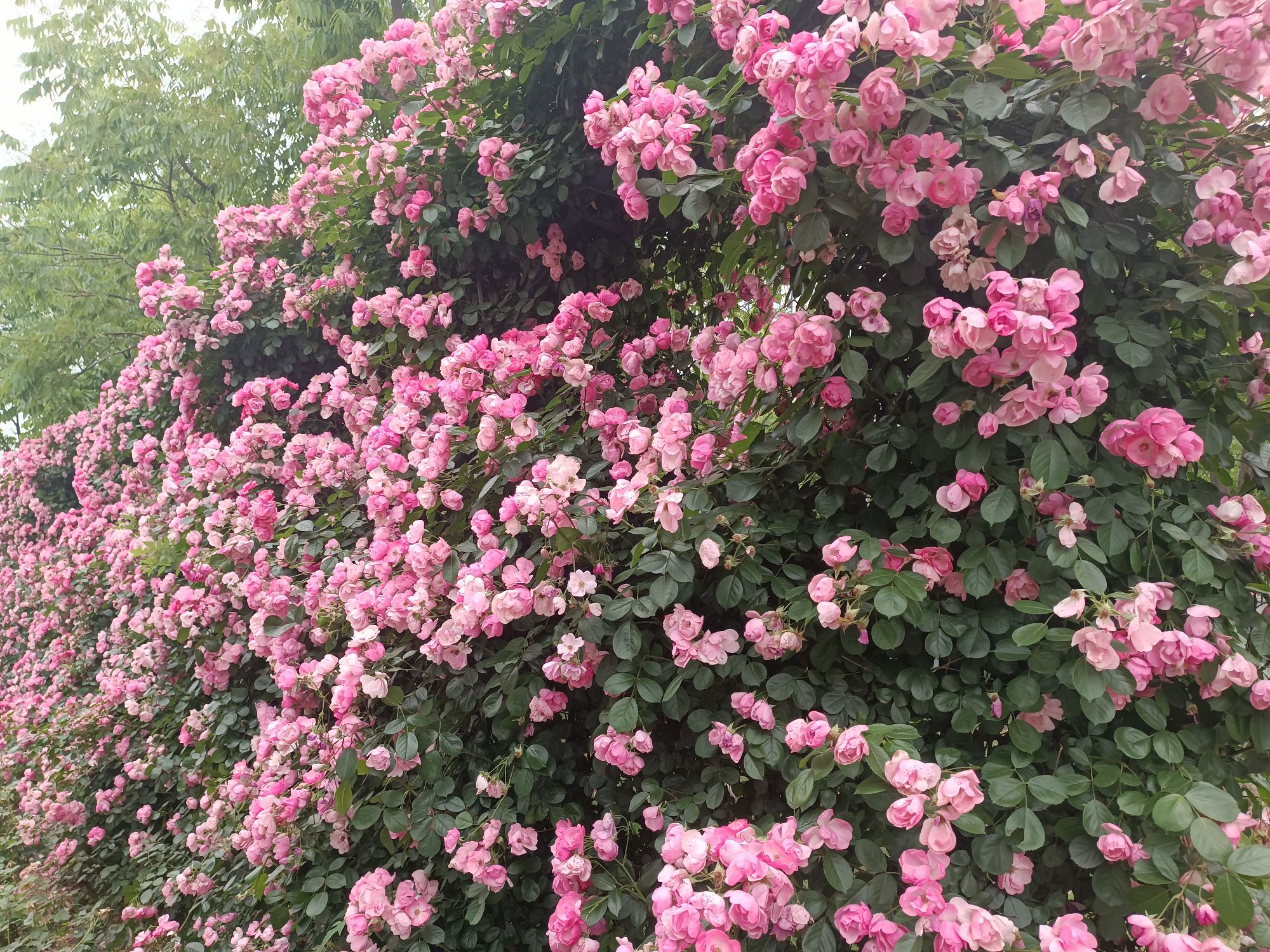 杨春湖公园旅行图片 1