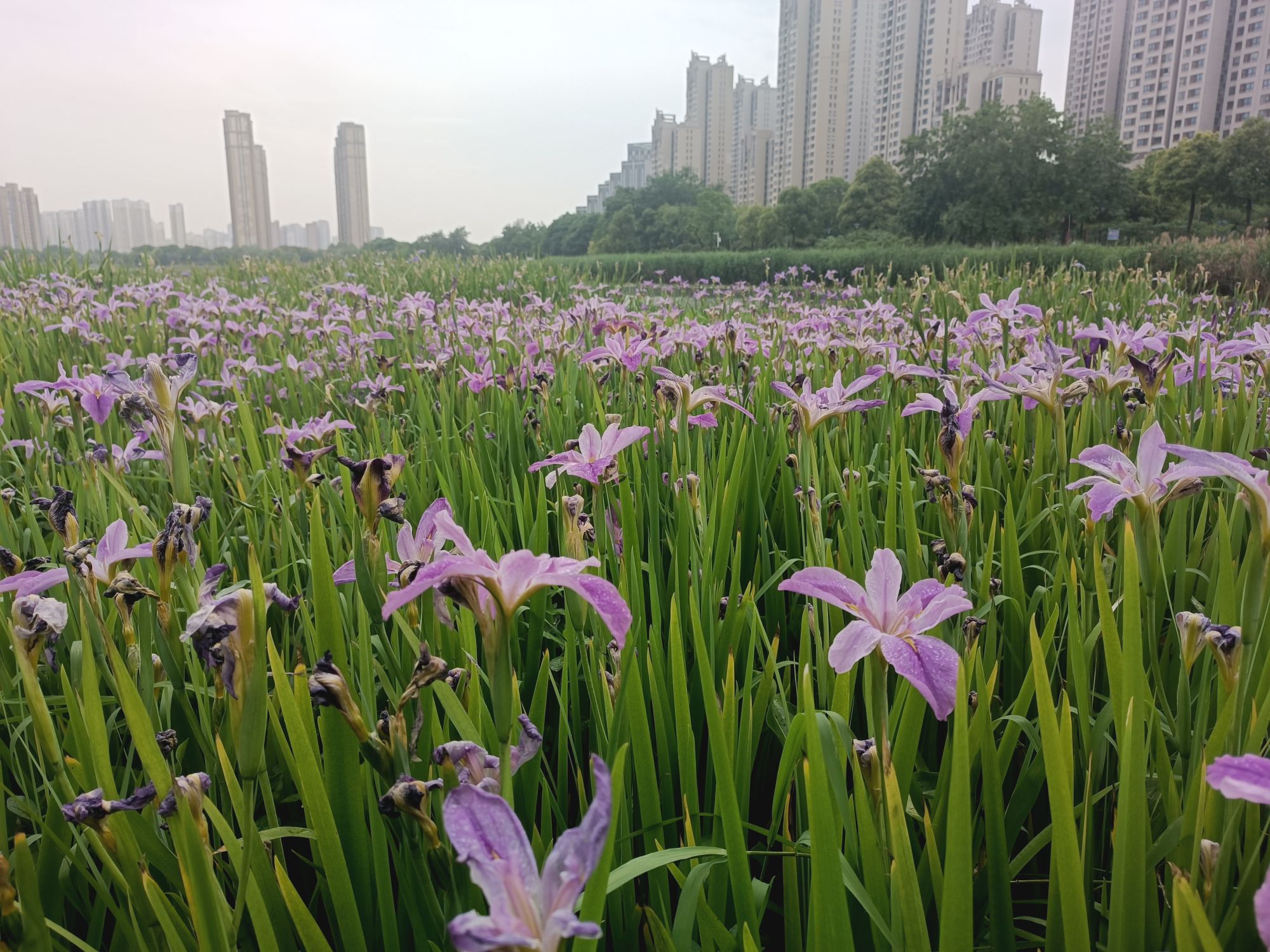 杨春湖公园旅行图片 2