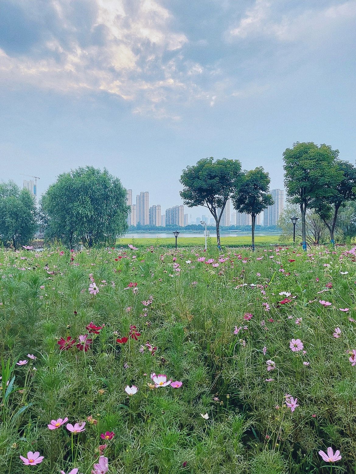 杨春湖公园旅行图片 3