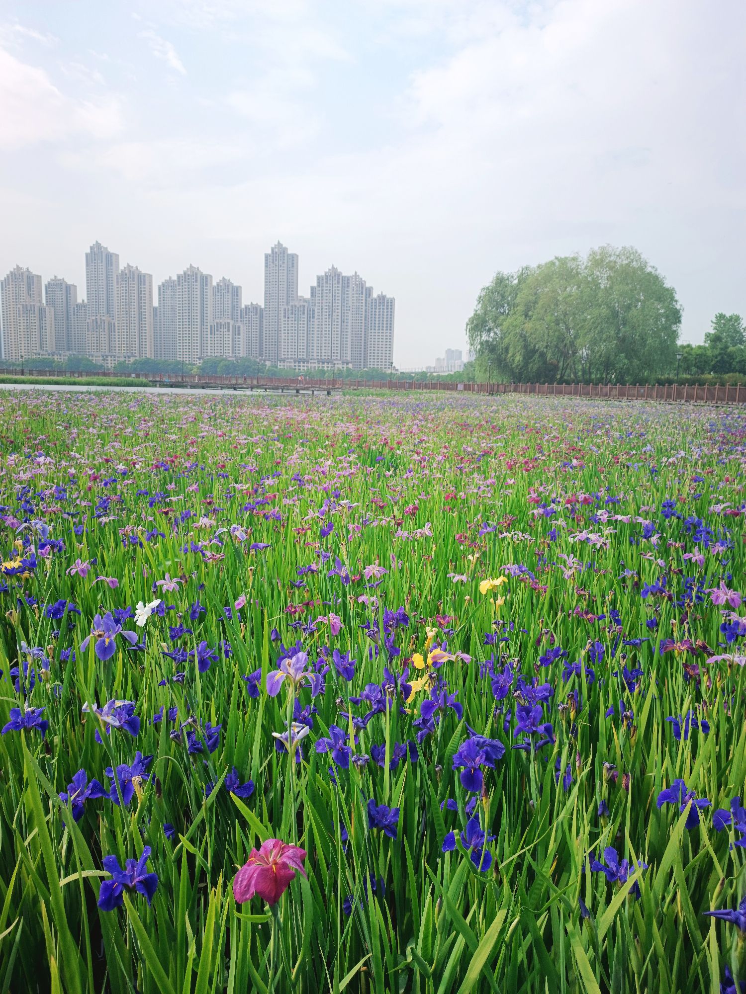 杨春湖公园旅行图片 3