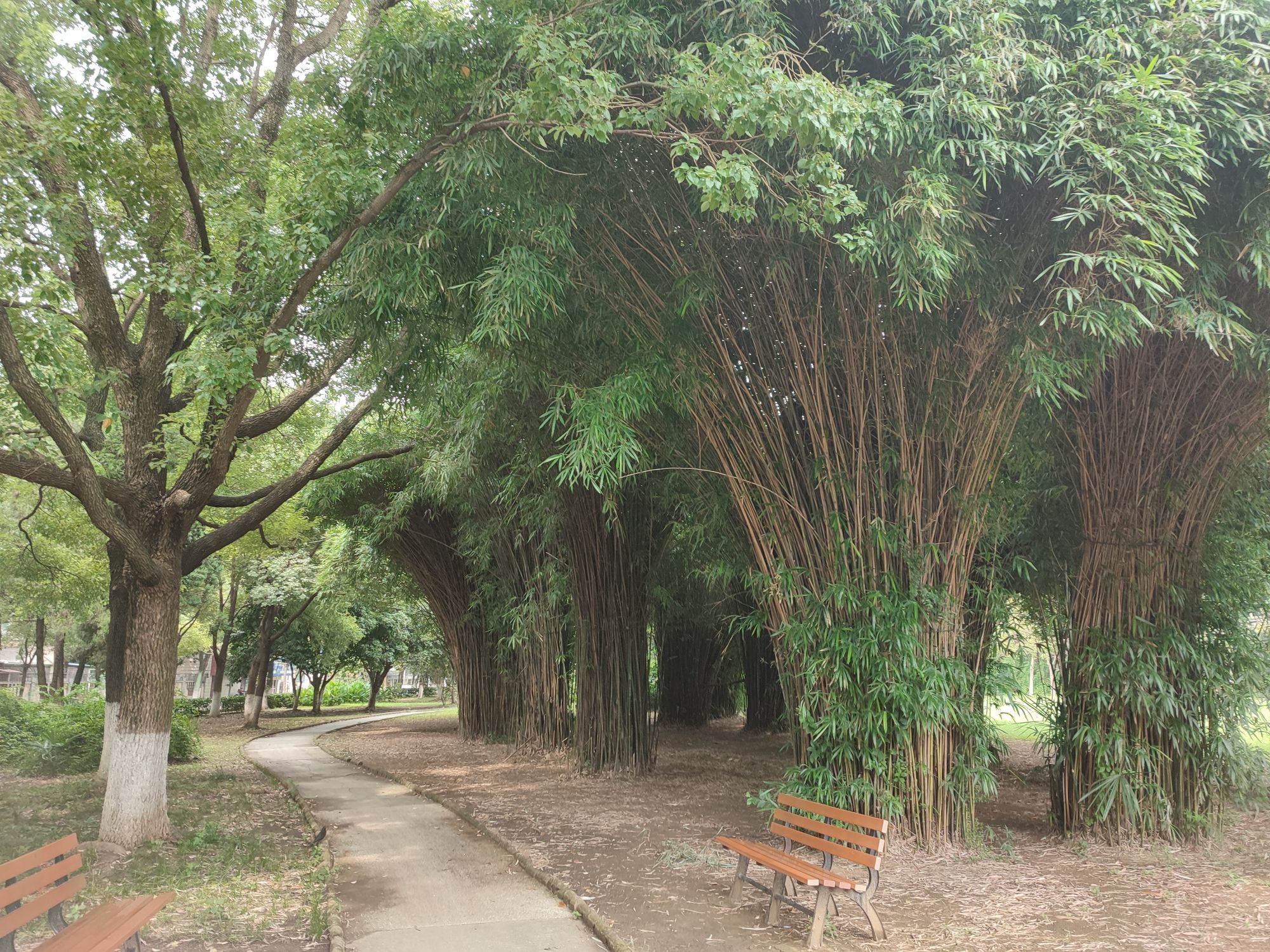 常青花园张之洞公园旅行图片 1
