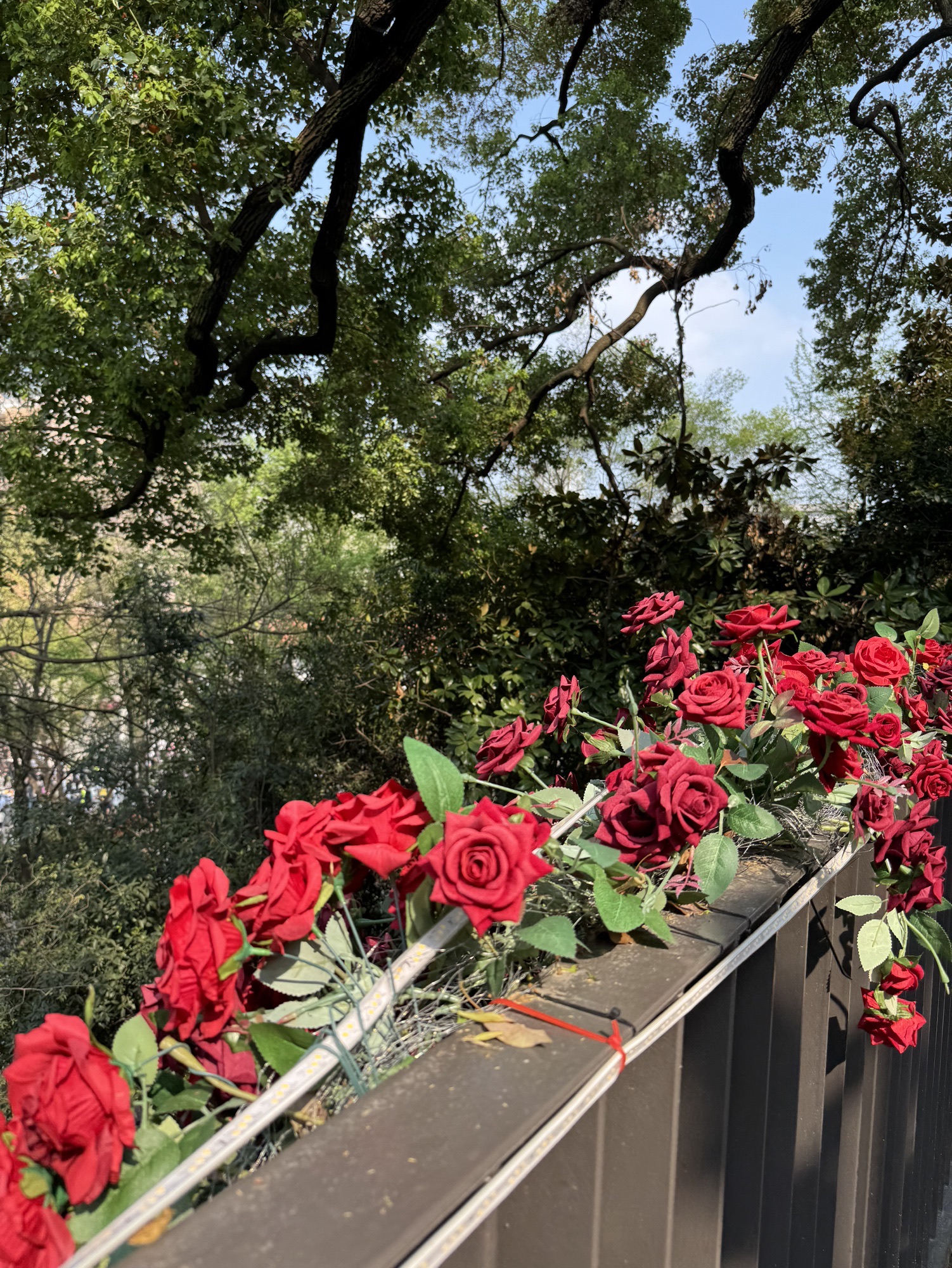 昙华林旅行图片 3
