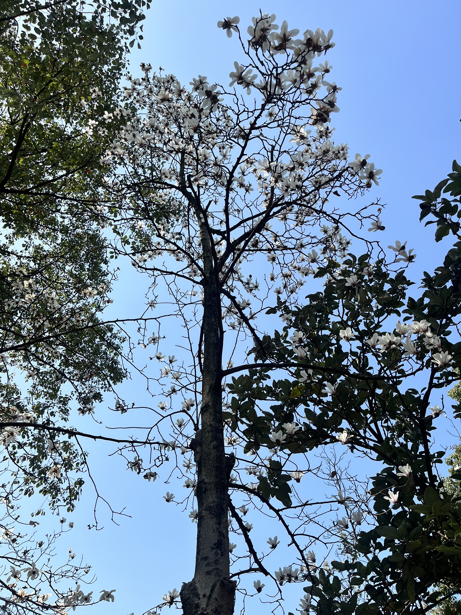 成都植物园旅行图片 2