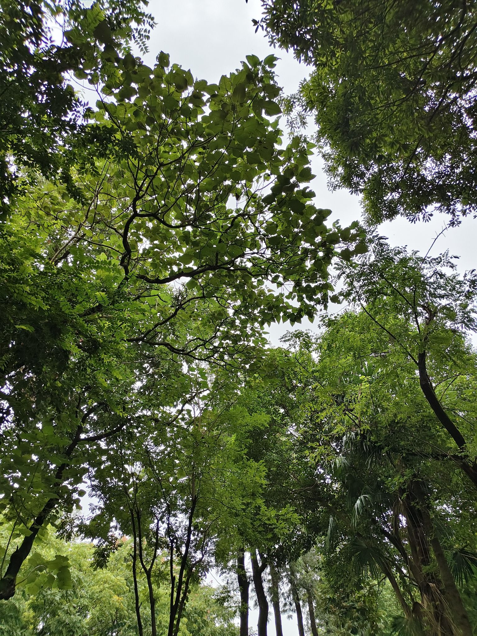 成都植物园旅行图片 2