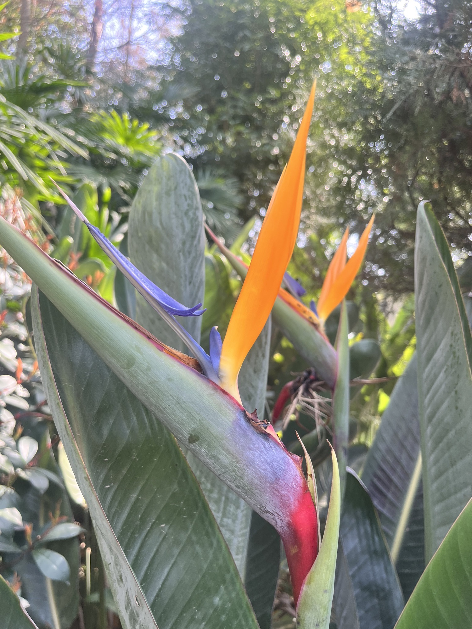 成都植物园旅行图片 3