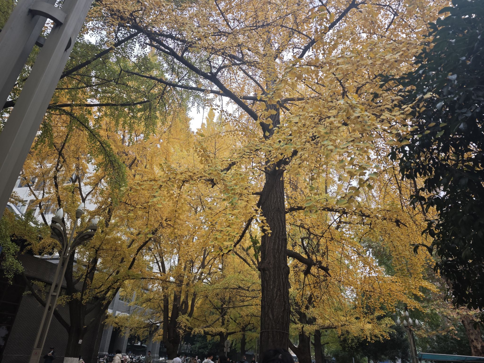 成都植物园旅行图片 1