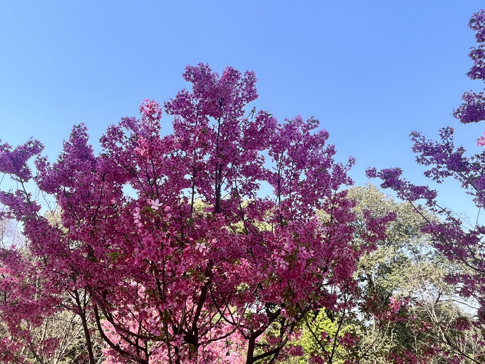 成都植物园旅行图片 1
