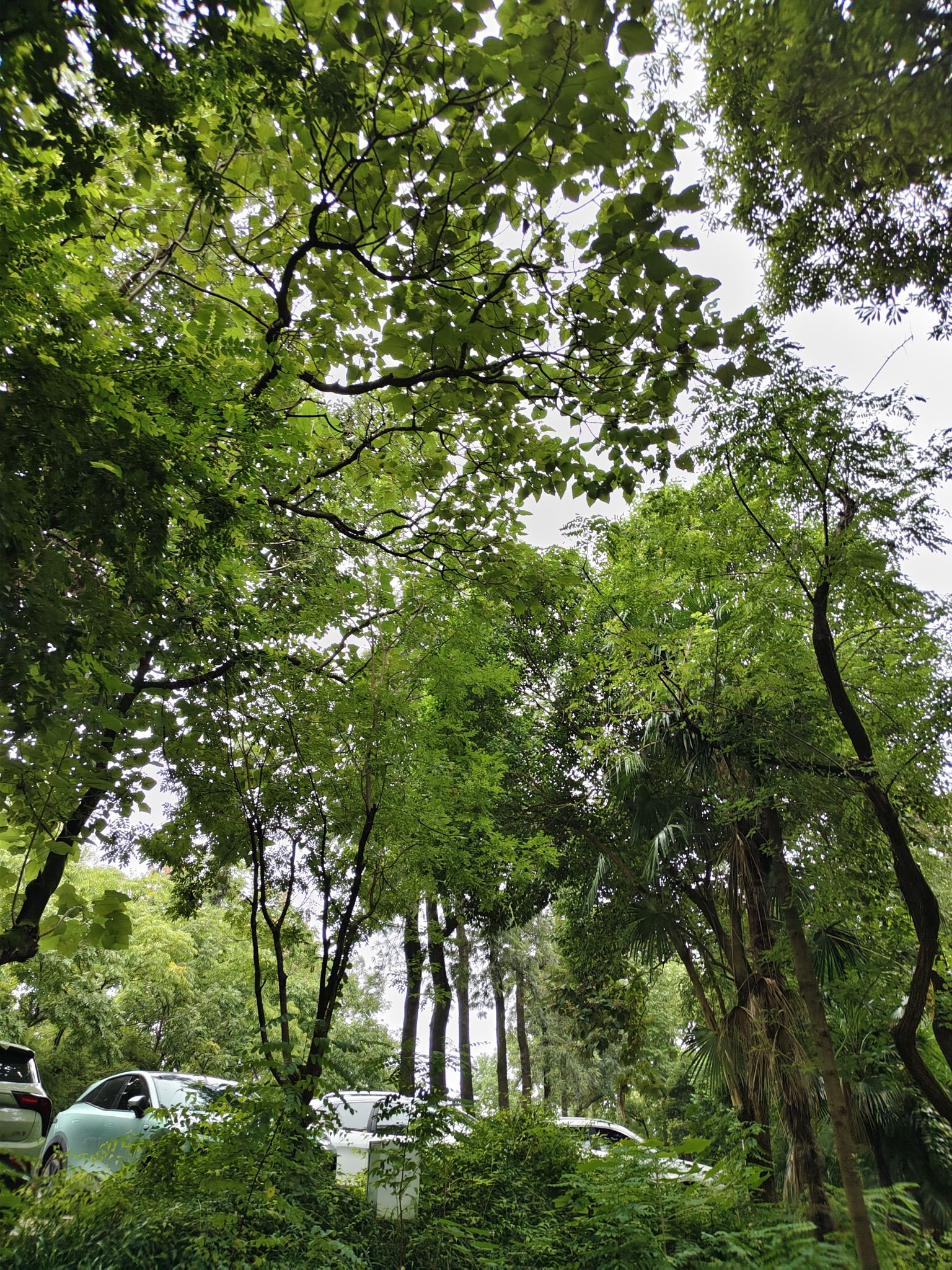 成都植物园旅行图片 3