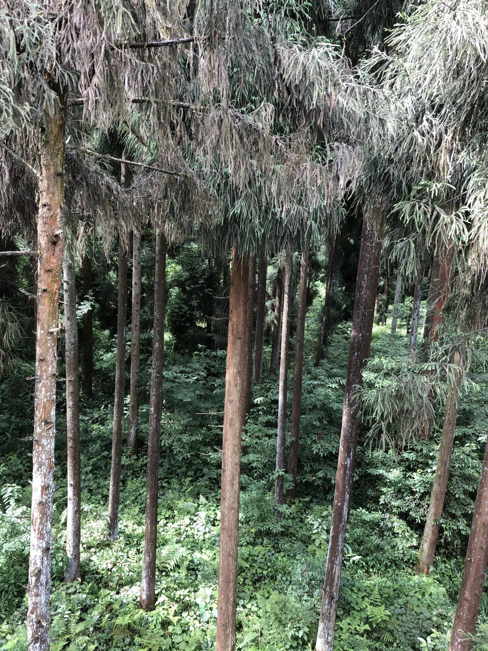 成都天台山旅游景区旅行图片 3