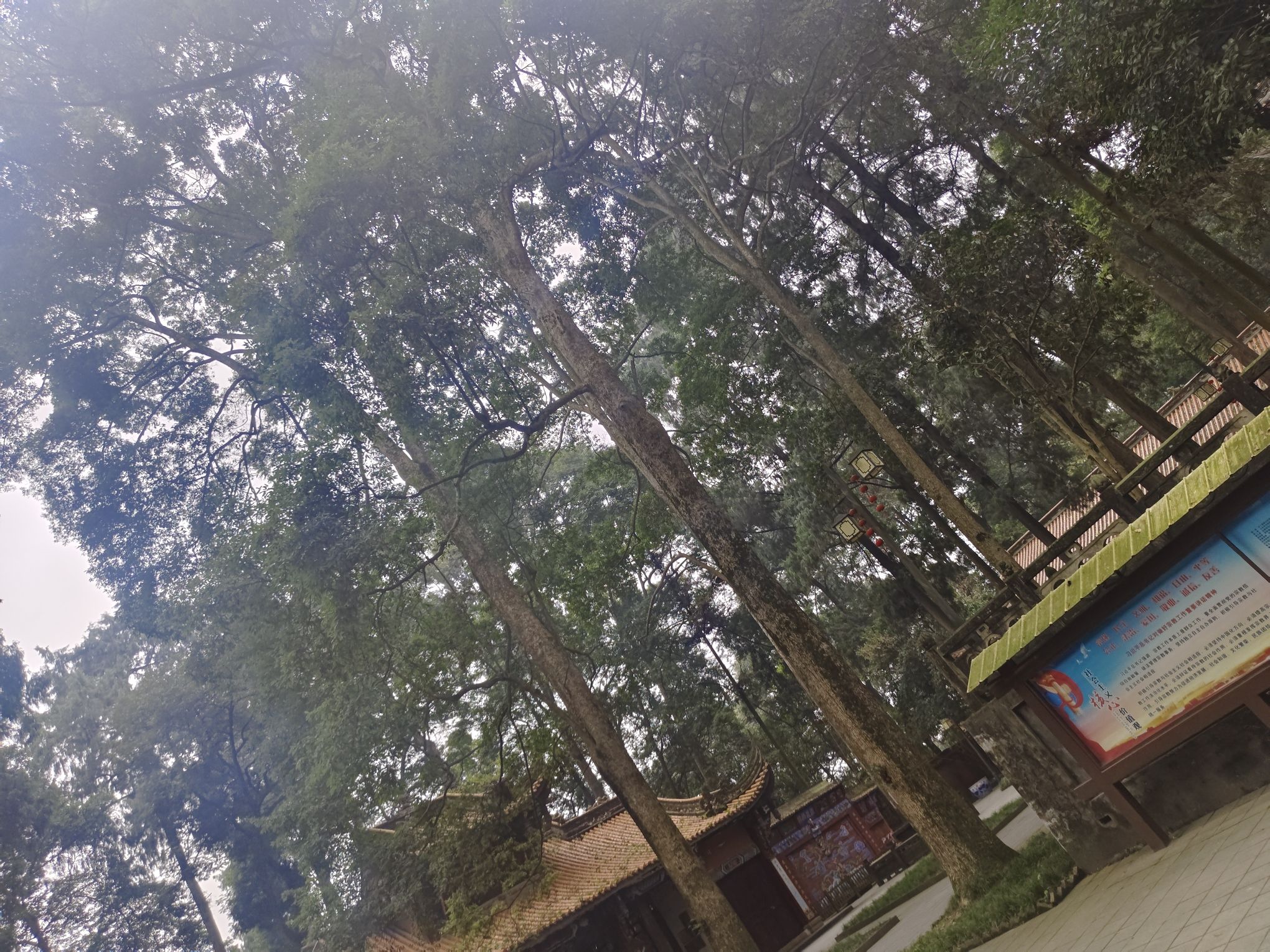 青城山景区旅行图片 1
